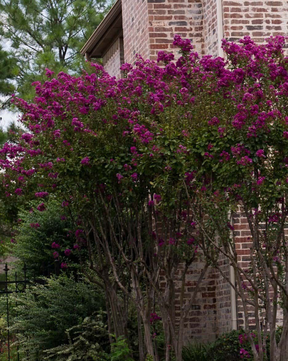 Catawba Crape Myrtle - Main Image