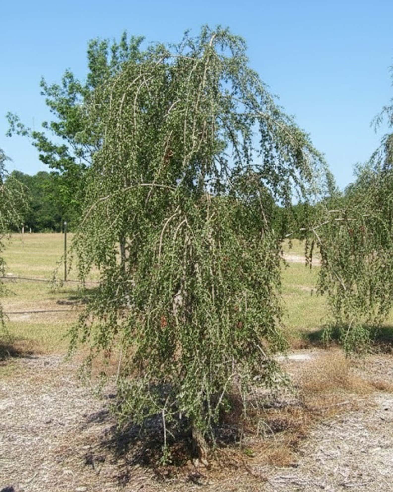 Yaupon Holly Weeping - Main Image