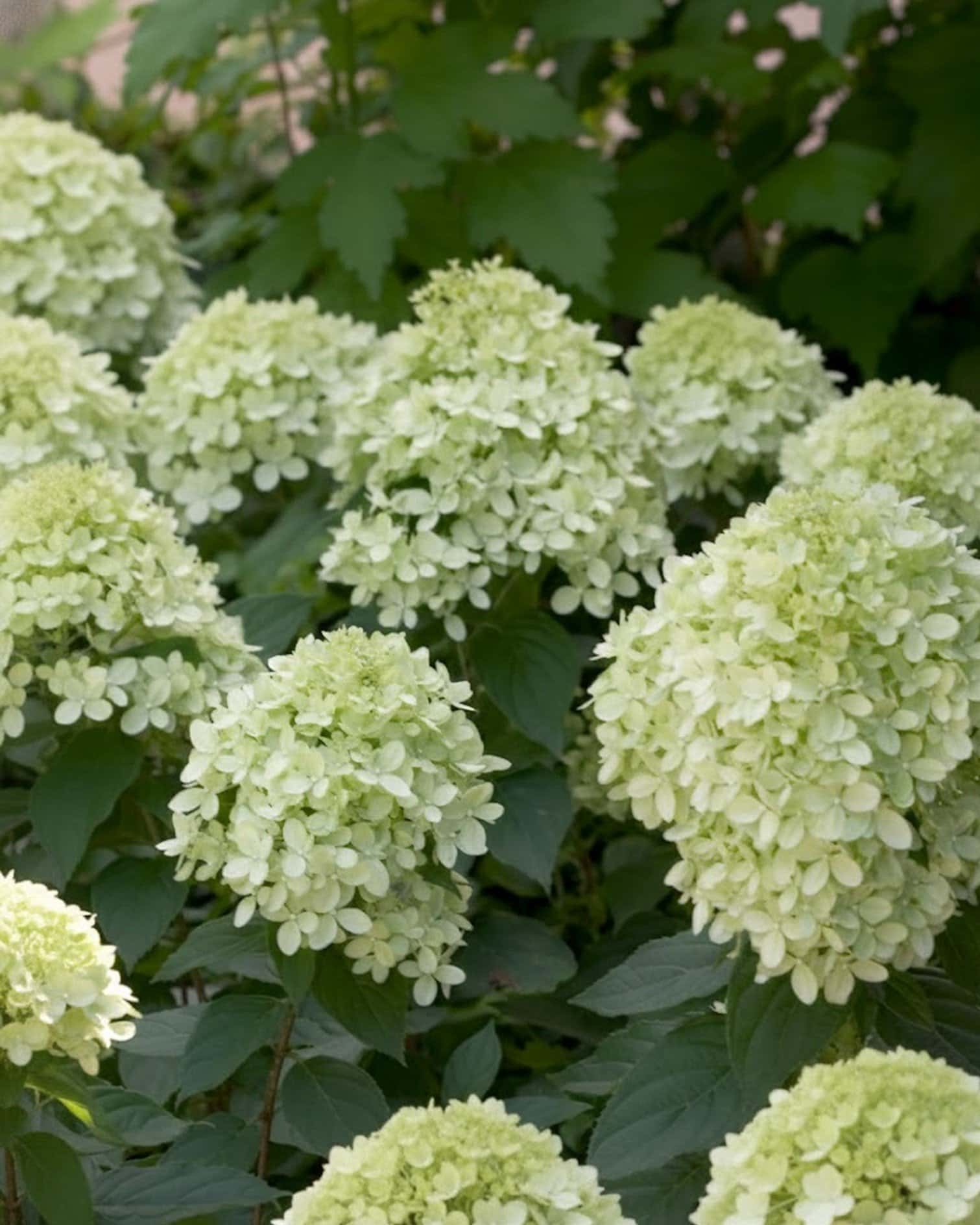 Little Lime Hydrangea - Main Image