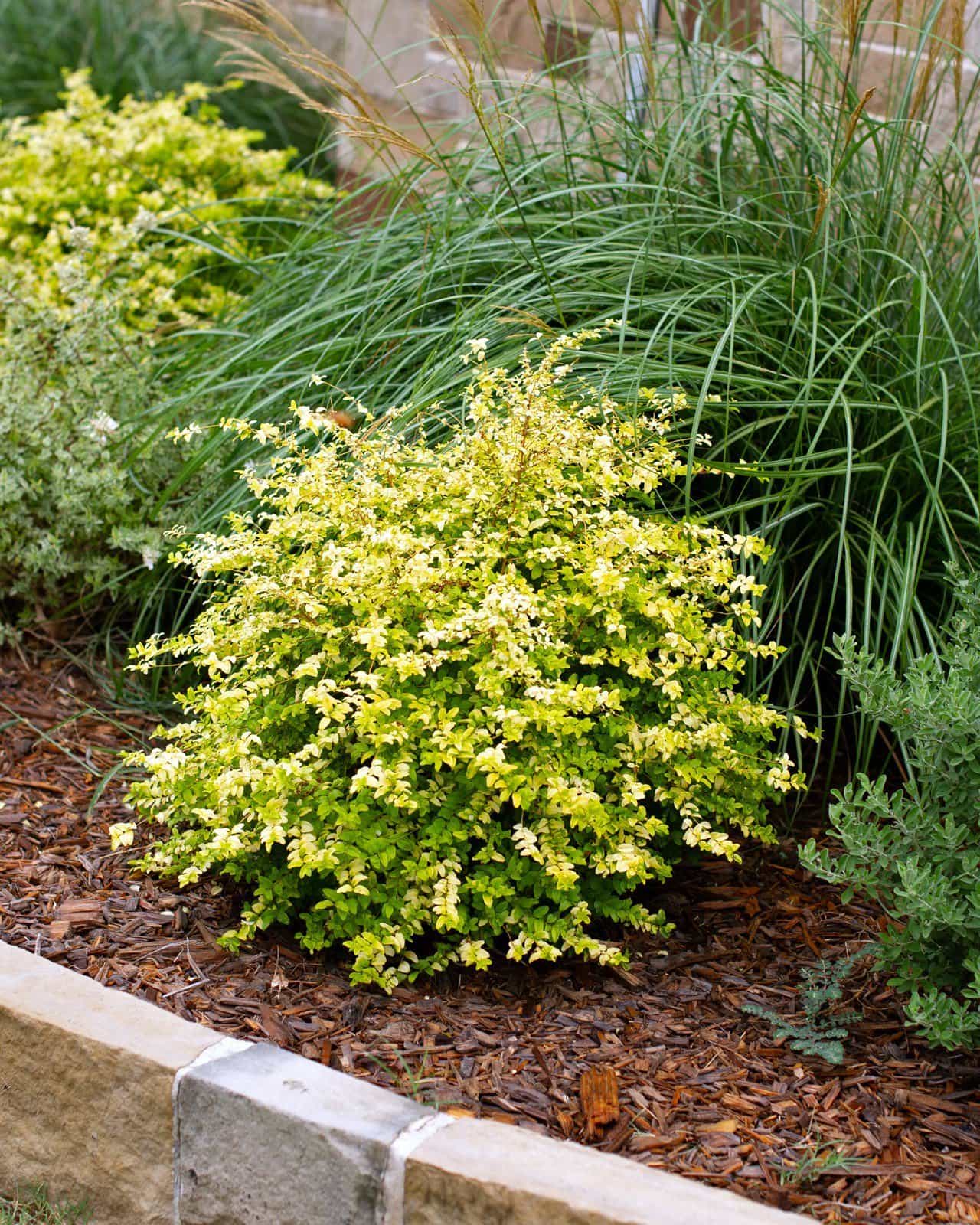 Sunshine Ligustrum