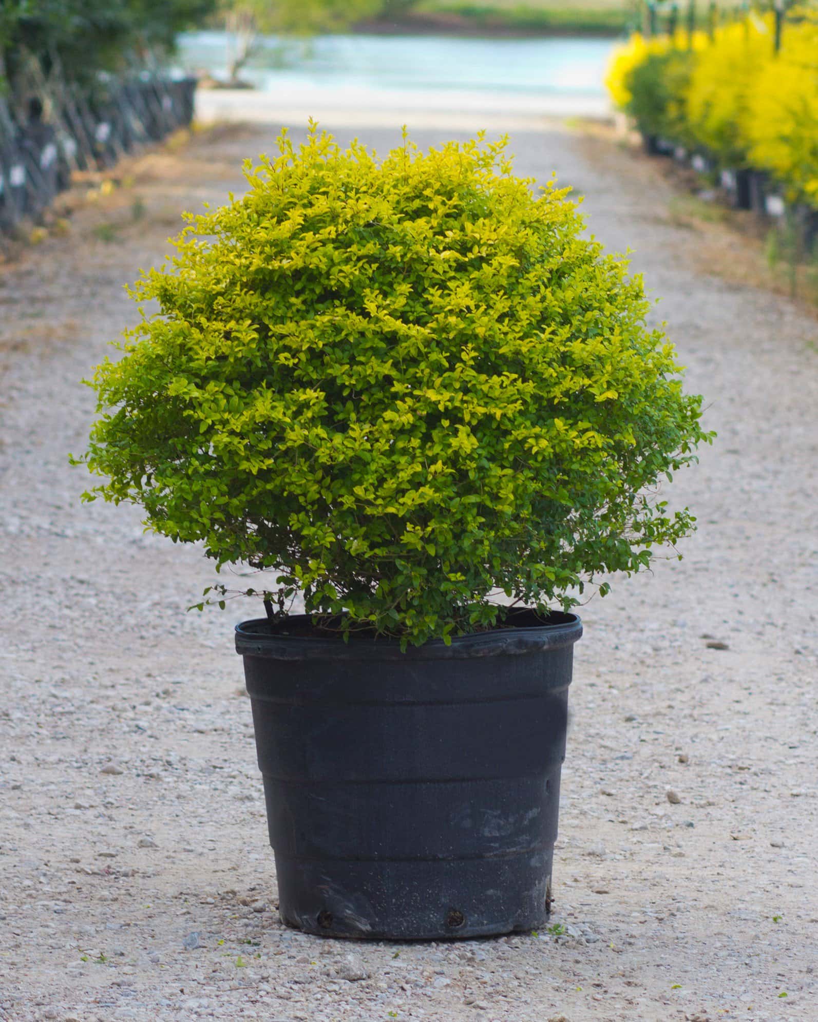 Sunshine Ligustrum - Image 1