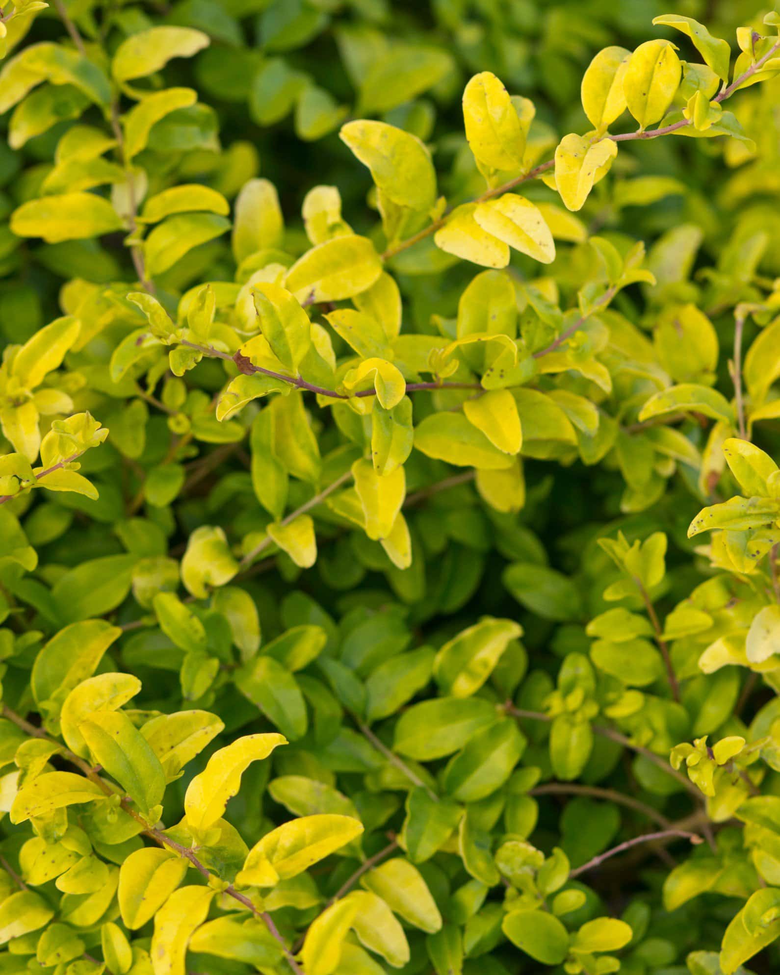 Sunshine Ligustrum - Image 2