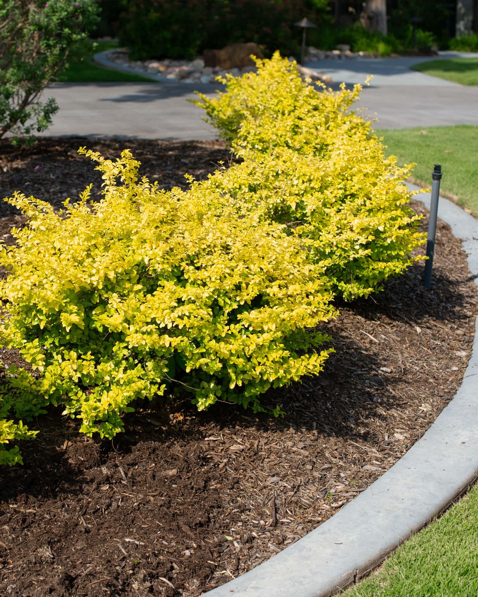 Sunshine Ligustrum - Image 4