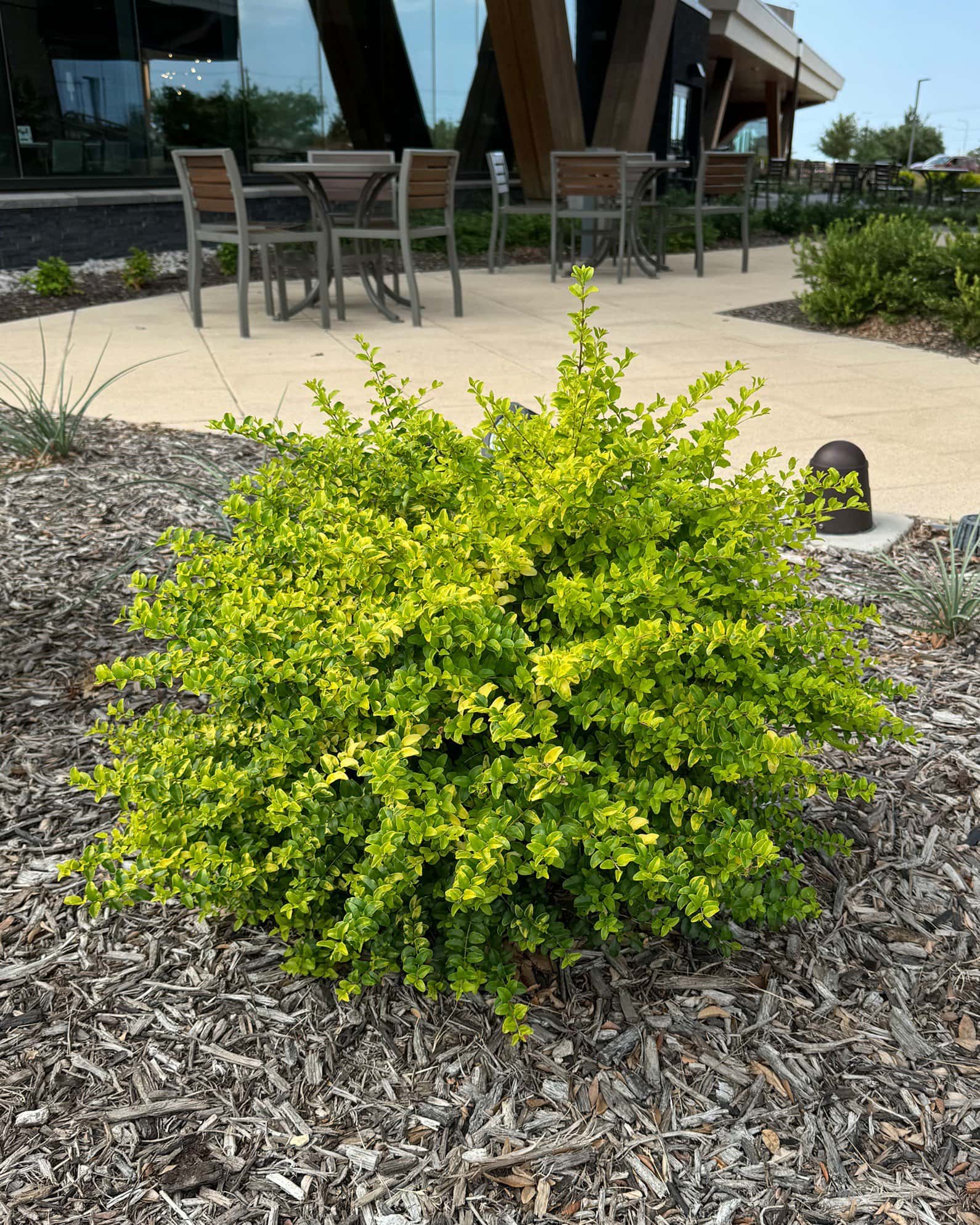 Sunshine Ligustrum - Image 5