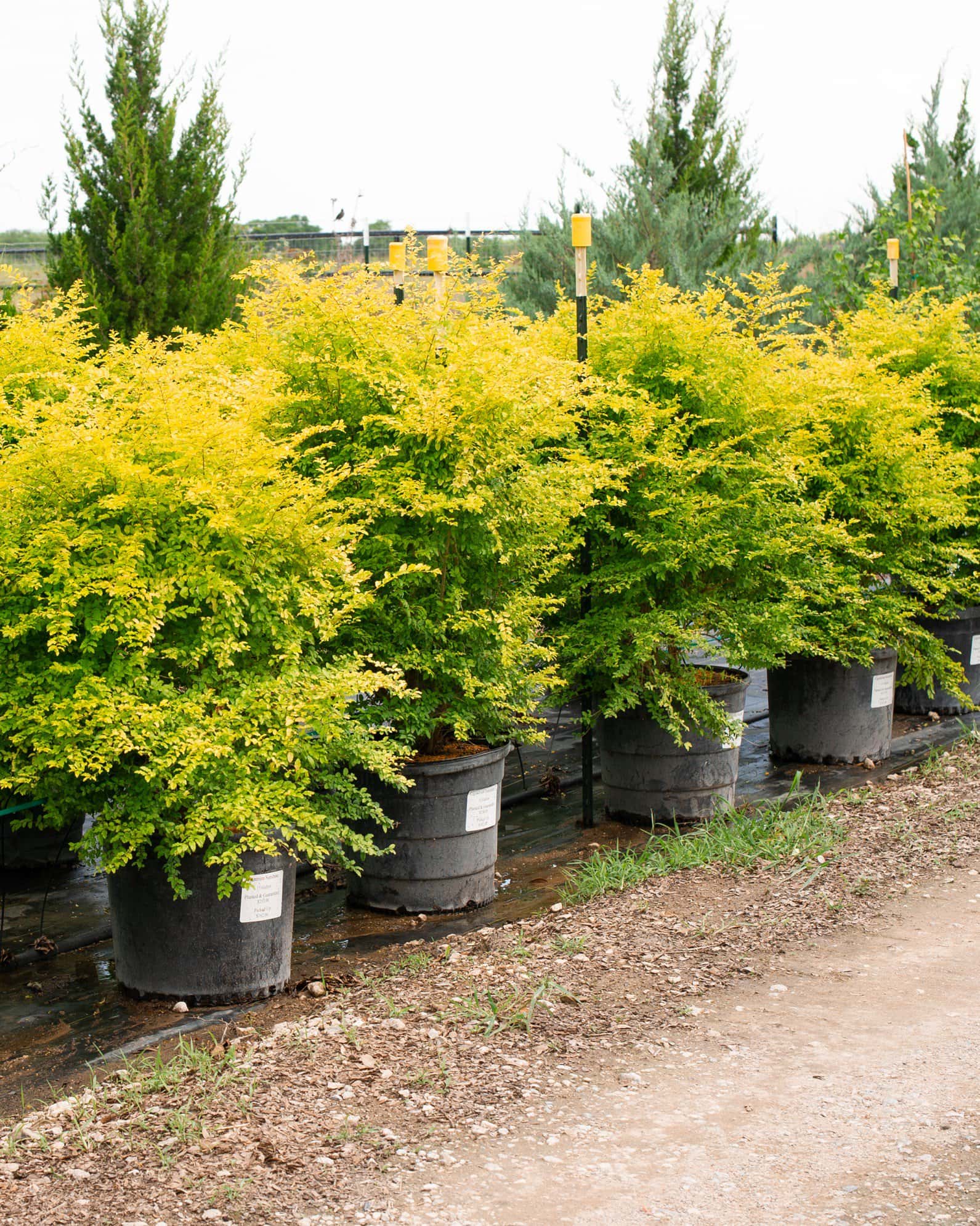 Sunshine Ligustrum - Image 7