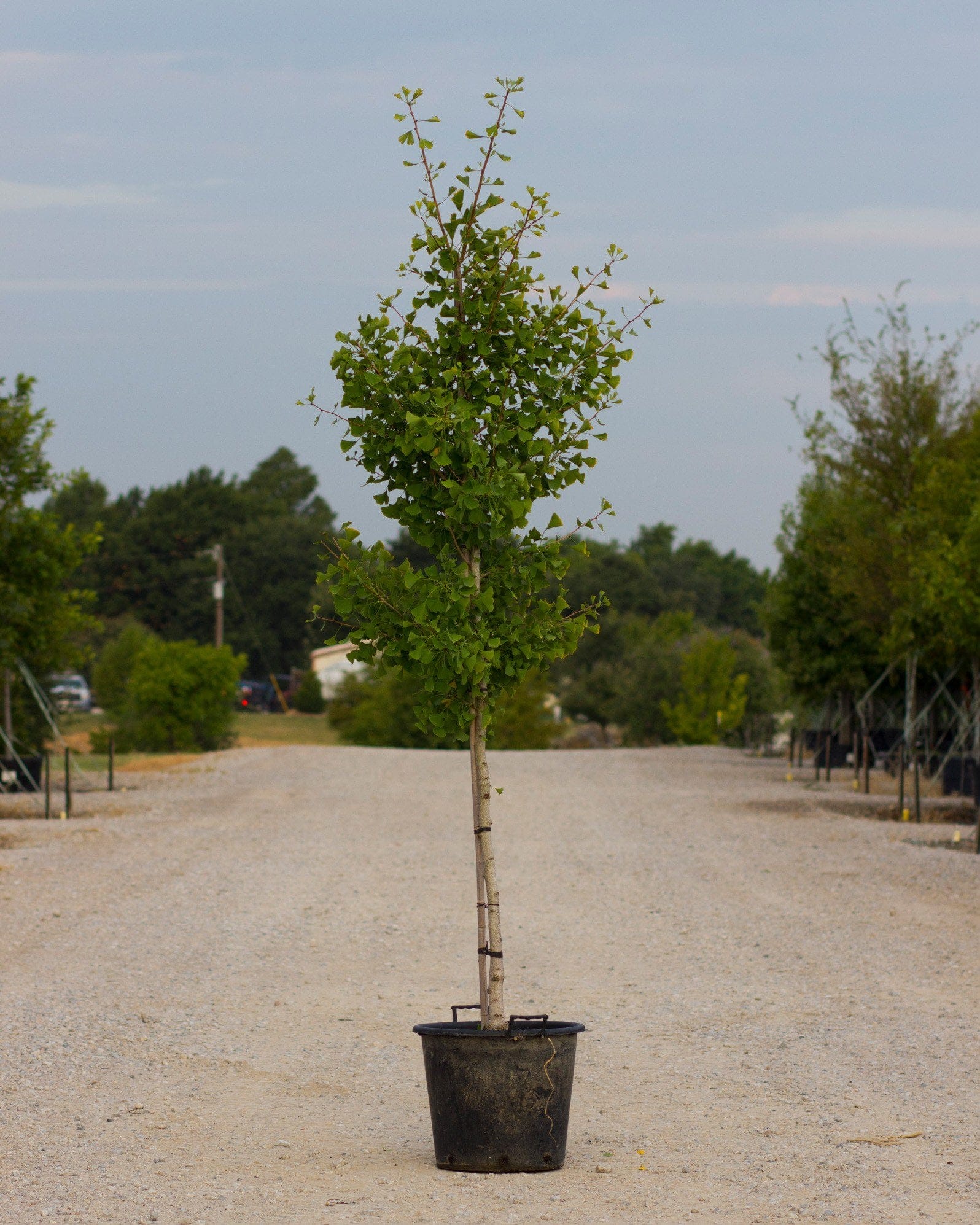 Autumn Gold Ginkgo - view 5