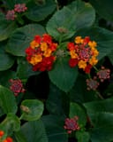 Bandolista Red Chili Lantana thumbnail 6