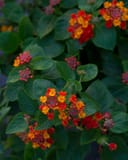 Bandolista Red Chili Lantana thumbnail 7