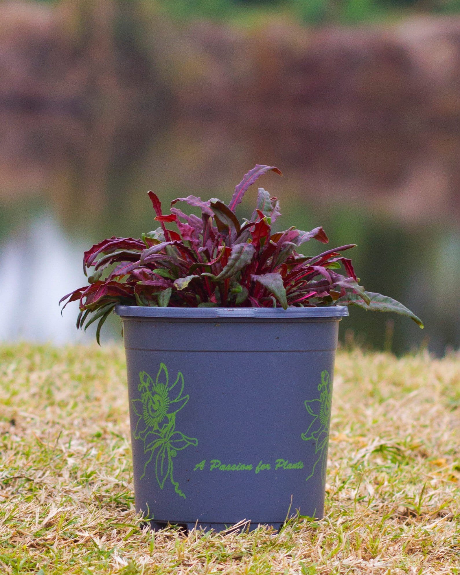 Belleza Dark Pink Gaura - view 2