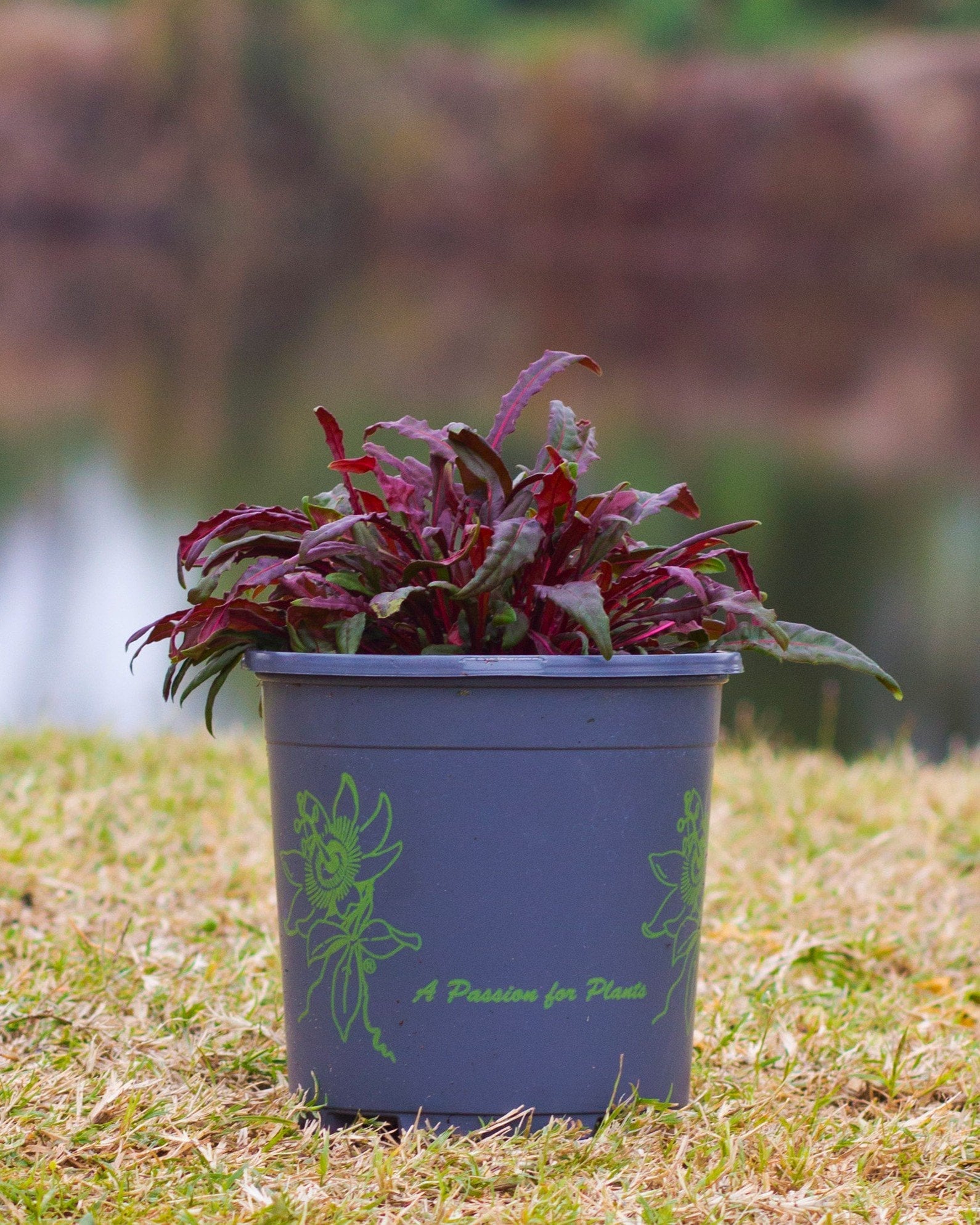 Belleza Dark Pink Gaura - Image 1