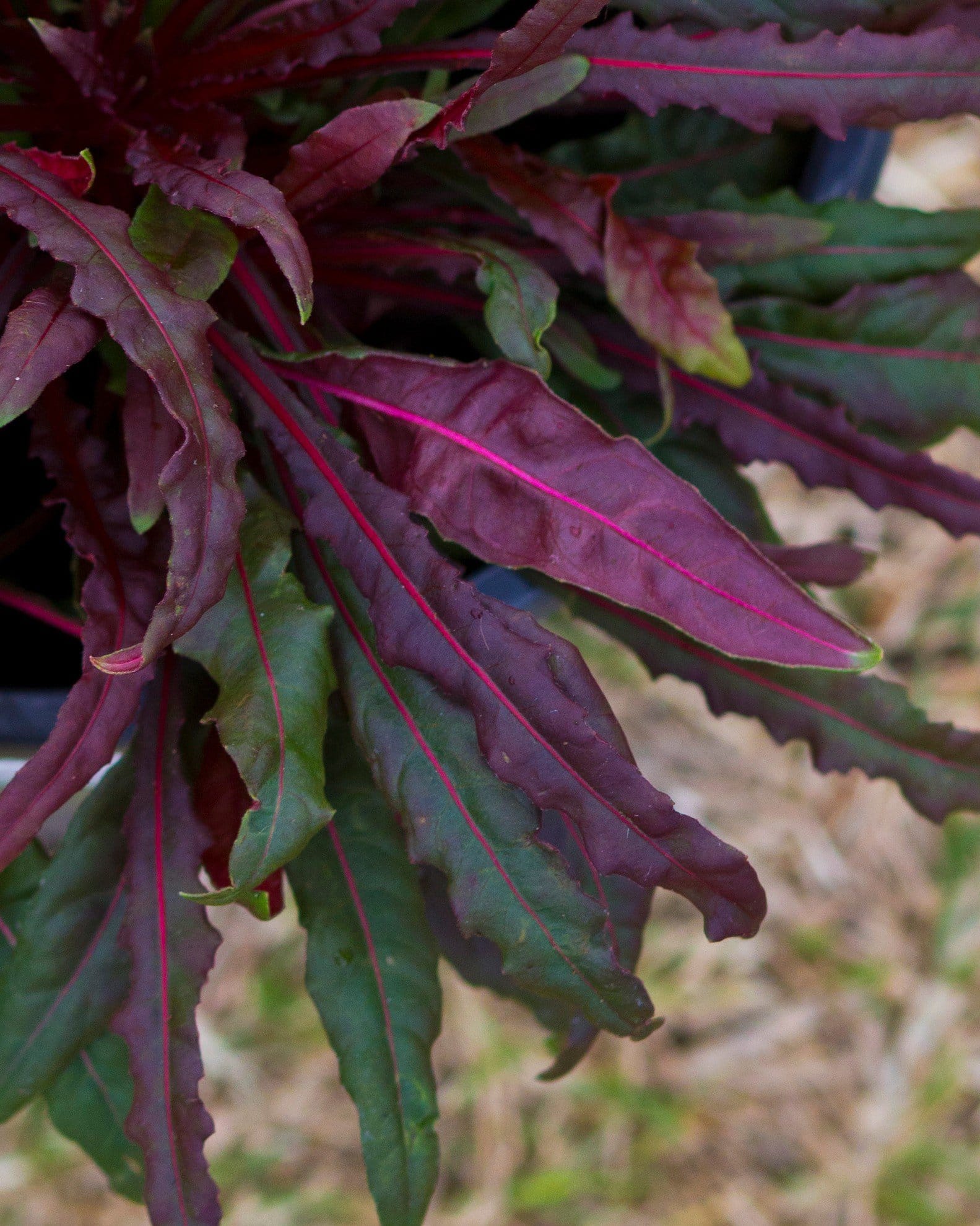 Belleza Dark Pink Gaura - view 3