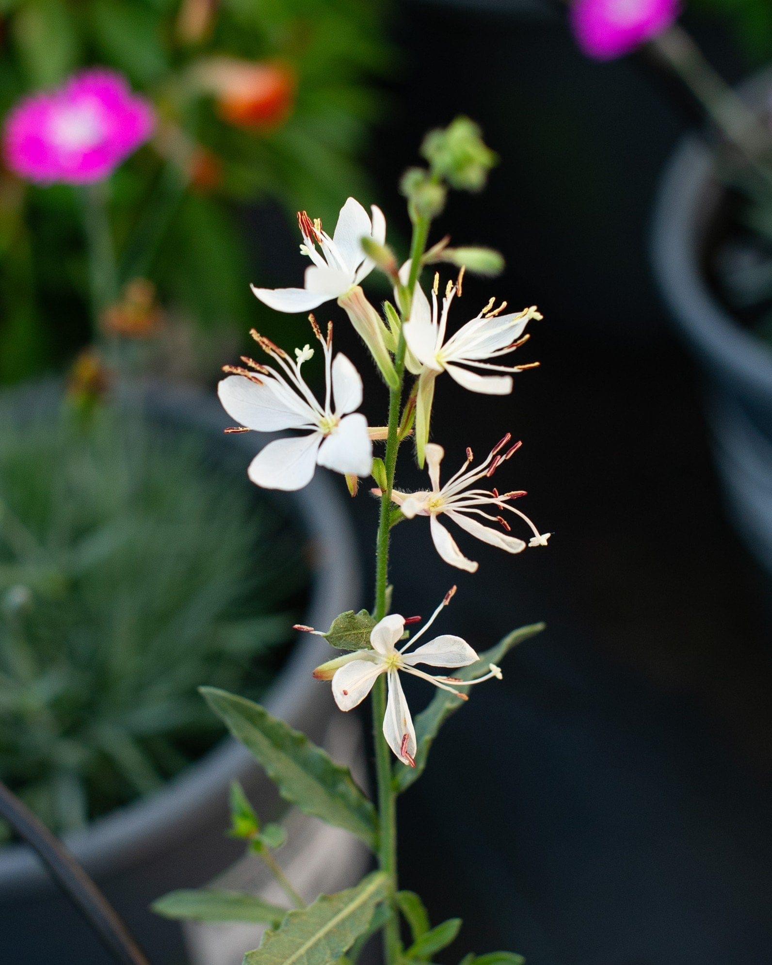 Belleza White Gaura - view 4