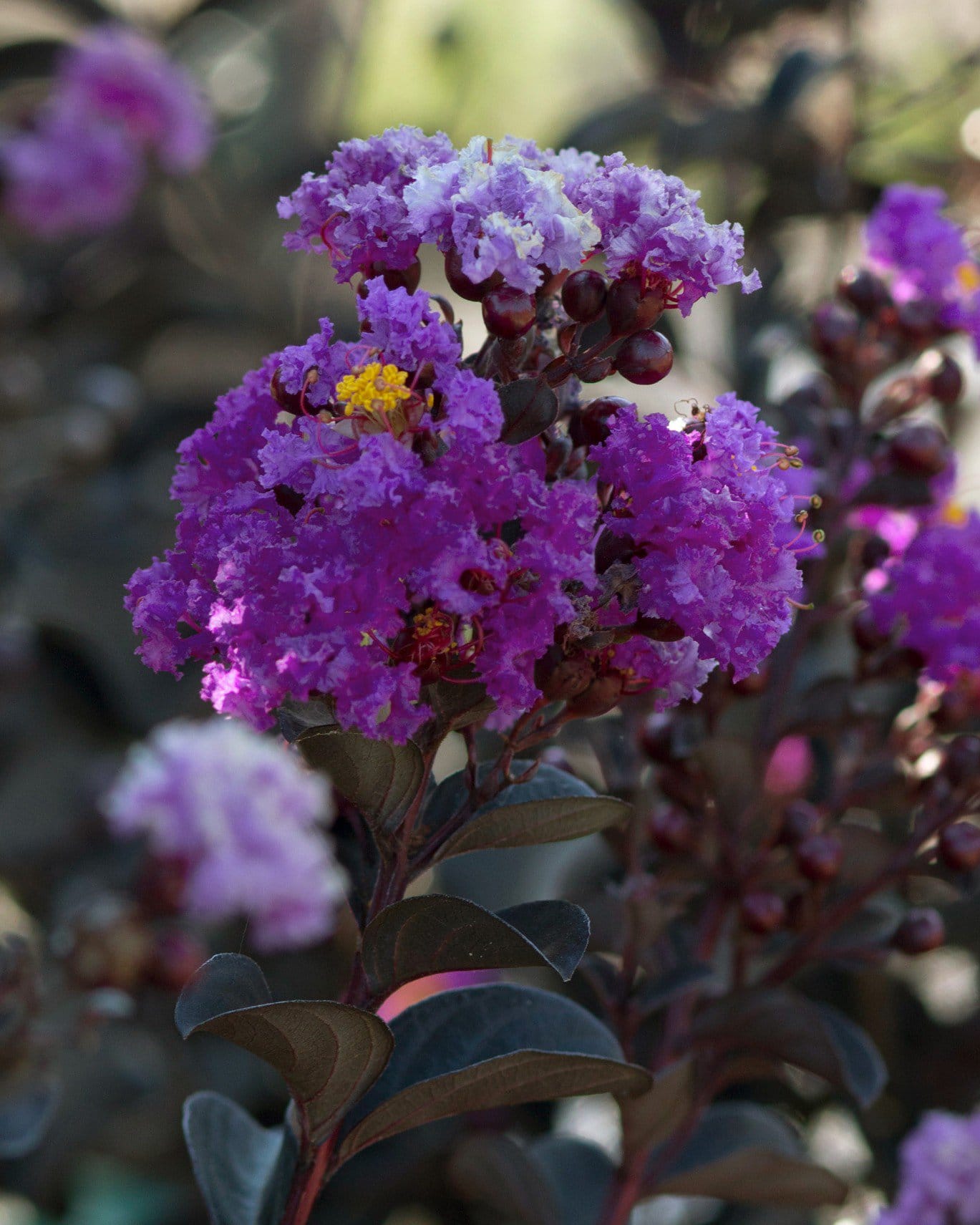 Black Diamond Purely Purple Crape Myrtle