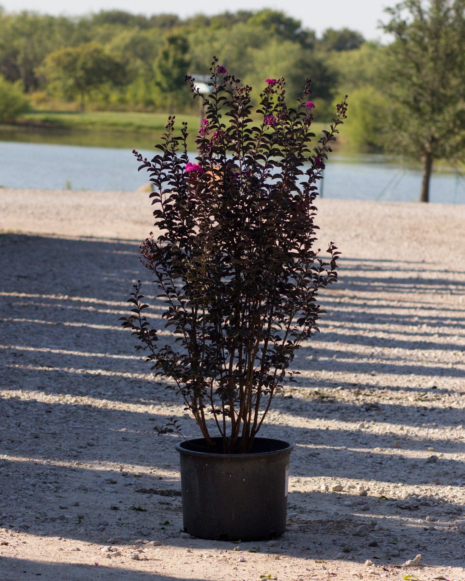 Black Diamond Purely Purple Crape Myrtle - view 2