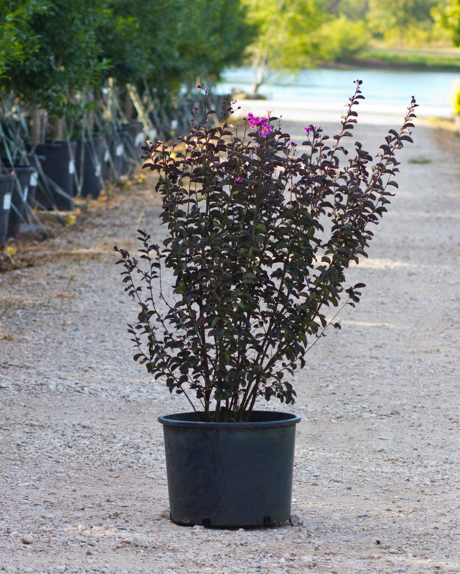 Black Diamond Purely Purple Crape Myrtle - view 3