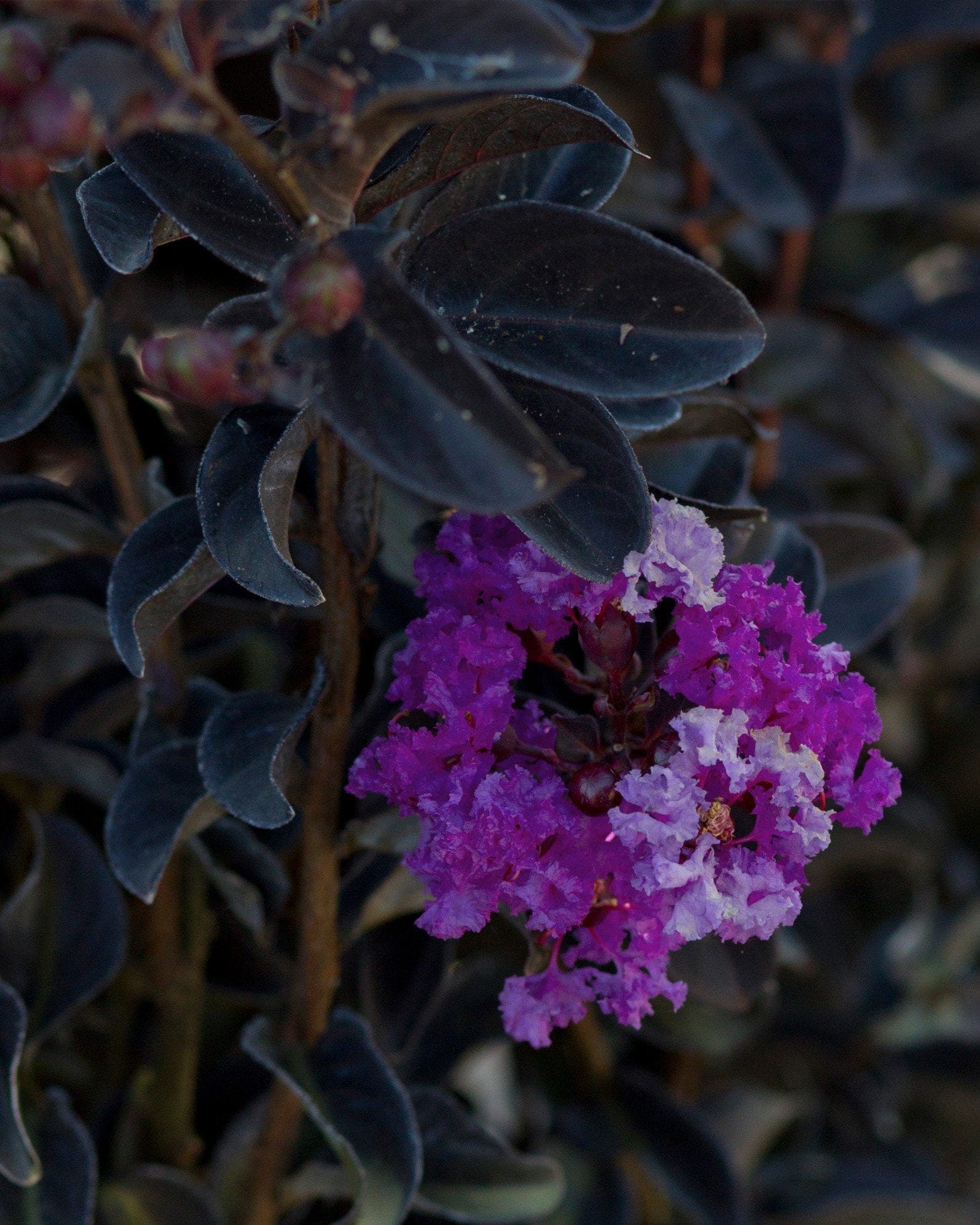 Black Diamond Purely Purple Crape Myrtle - view 4