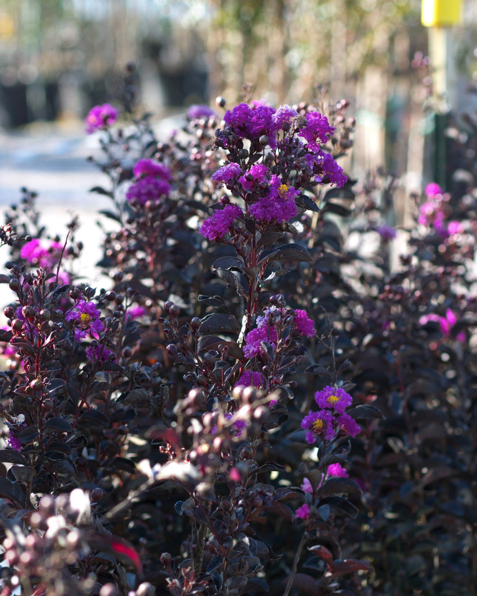 Black Diamond Purely Purple Crape Myrtle - view 5