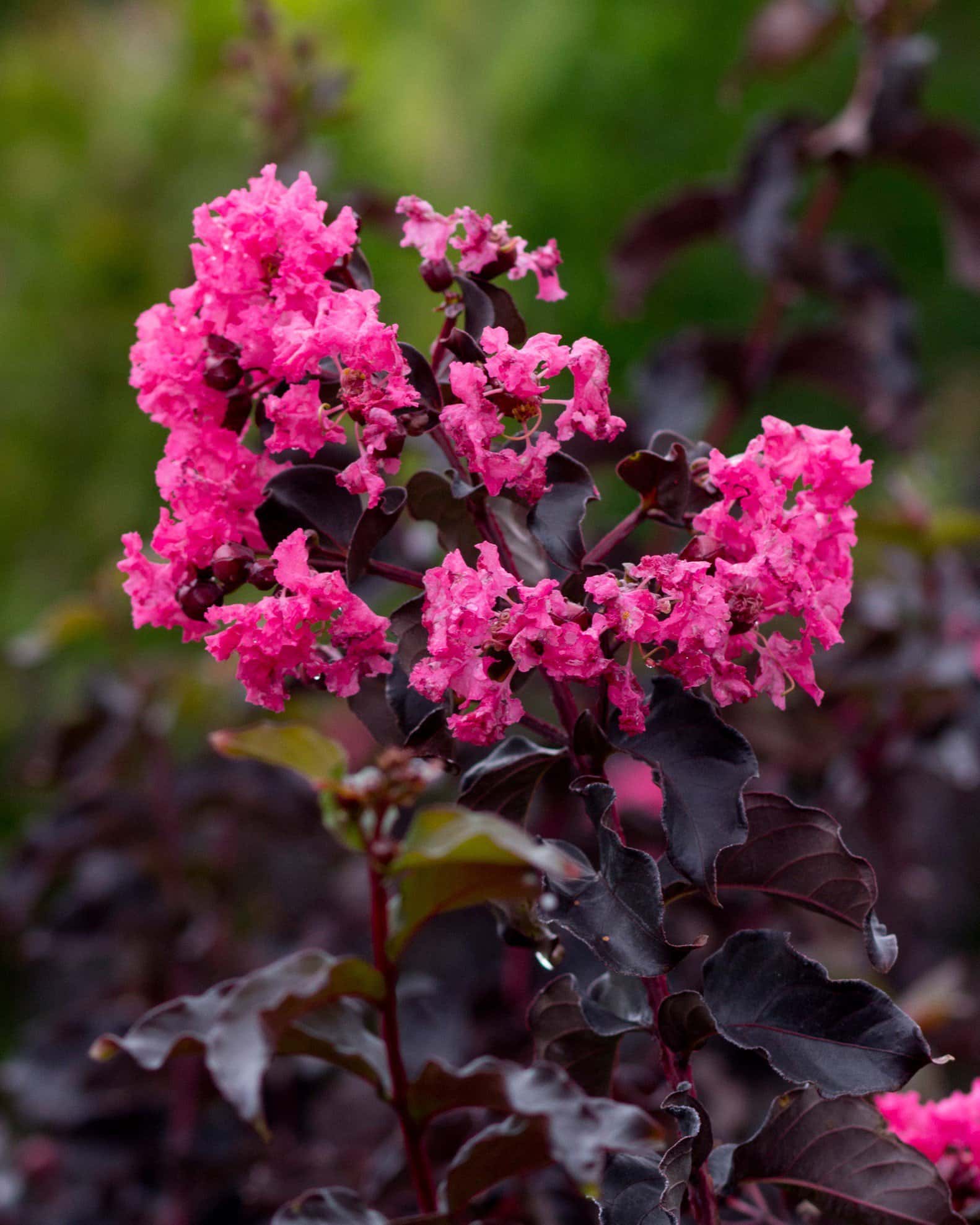 Black Diamond Shell Pink Crape Myrtle - Main Image