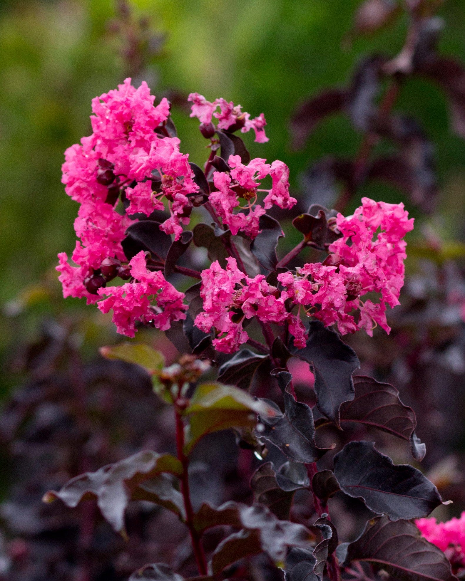 Black Diamond Shell Pink Crape Myrtle
