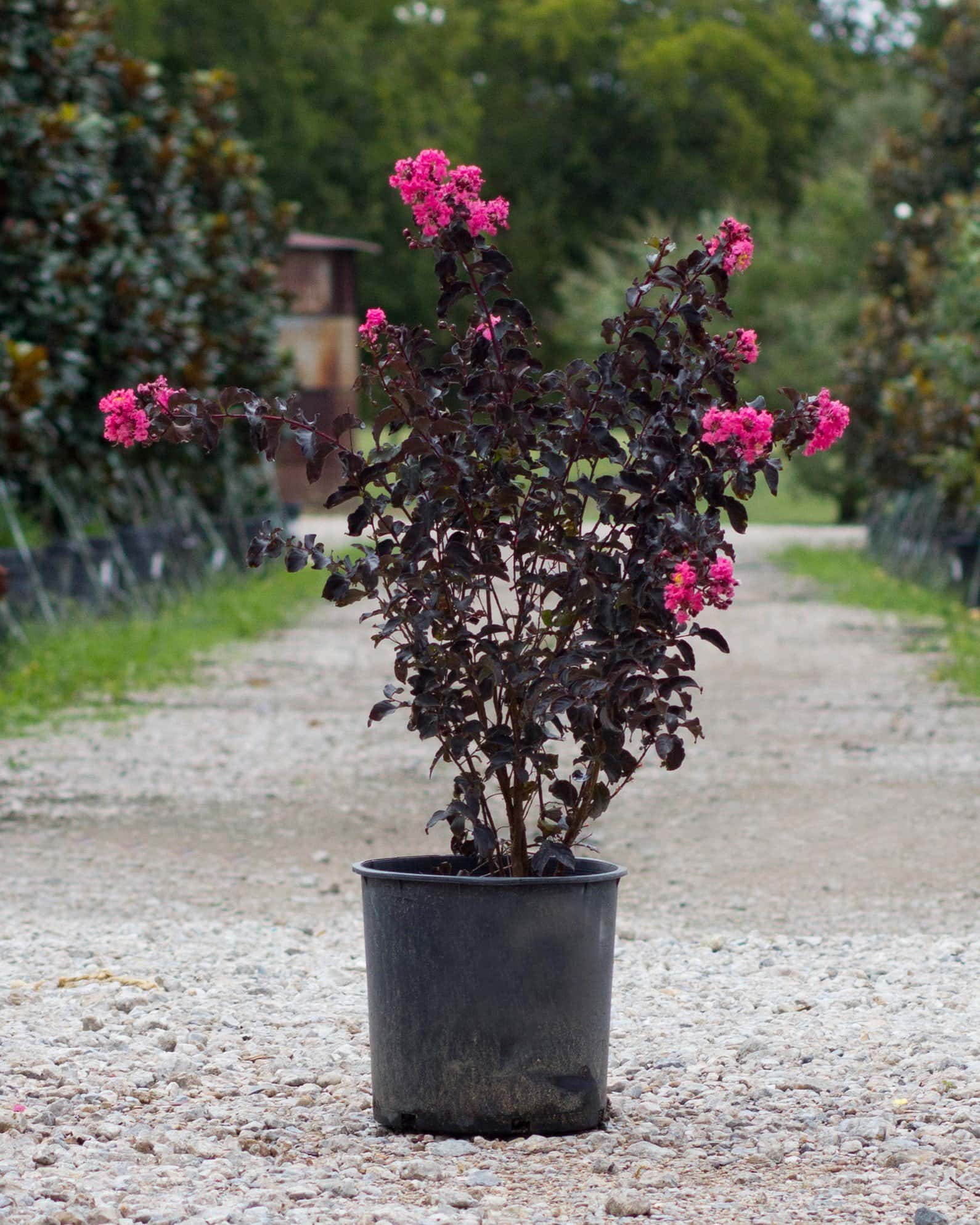 Black Diamond Shell Pink Crape Myrtle - Image 1