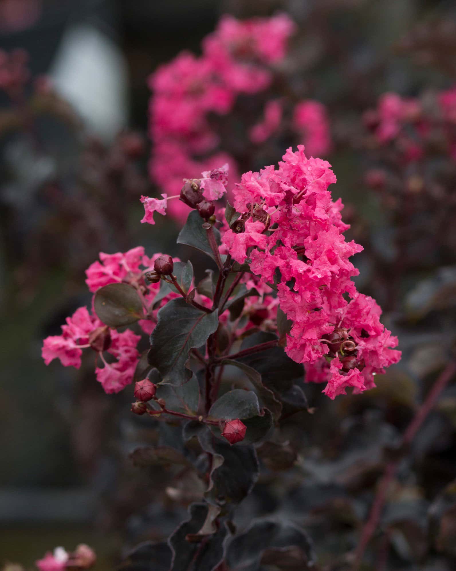 Black Diamond Shell Pink Crape Myrtle - Image 2