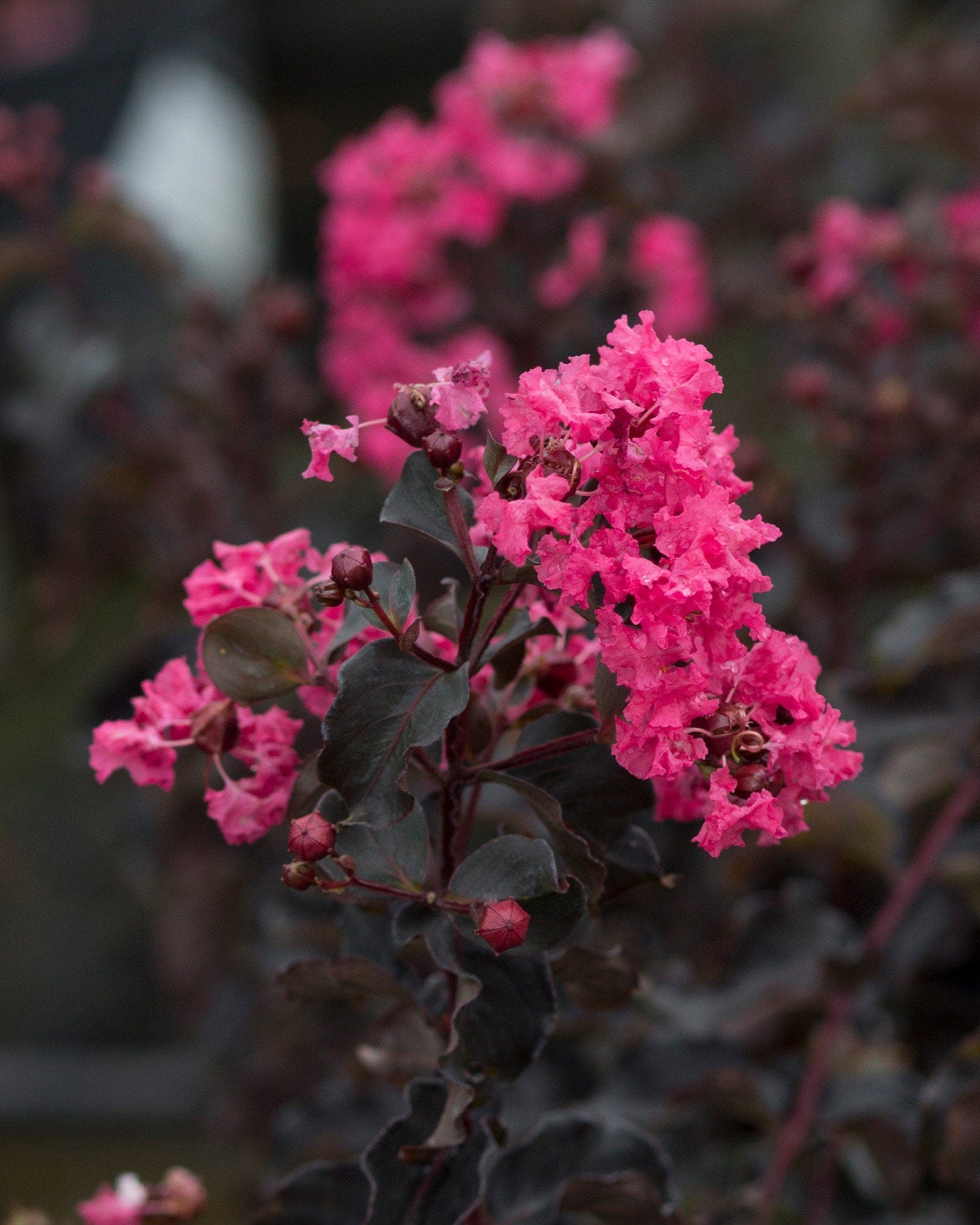 Black Diamond Shell Pink Crape Myrtle - view 3