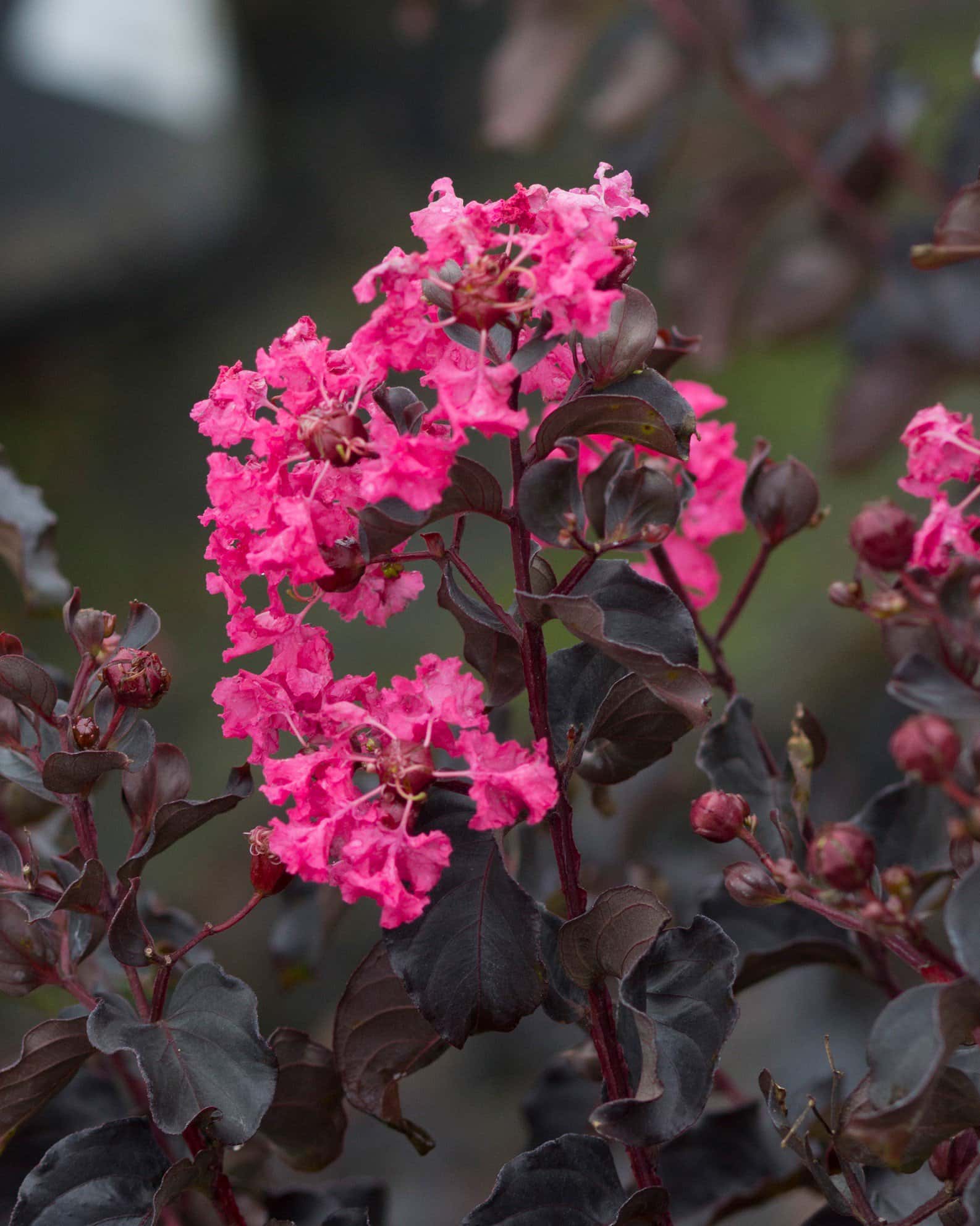 Black Diamond Shell Pink Crape Myrtle - Image 3