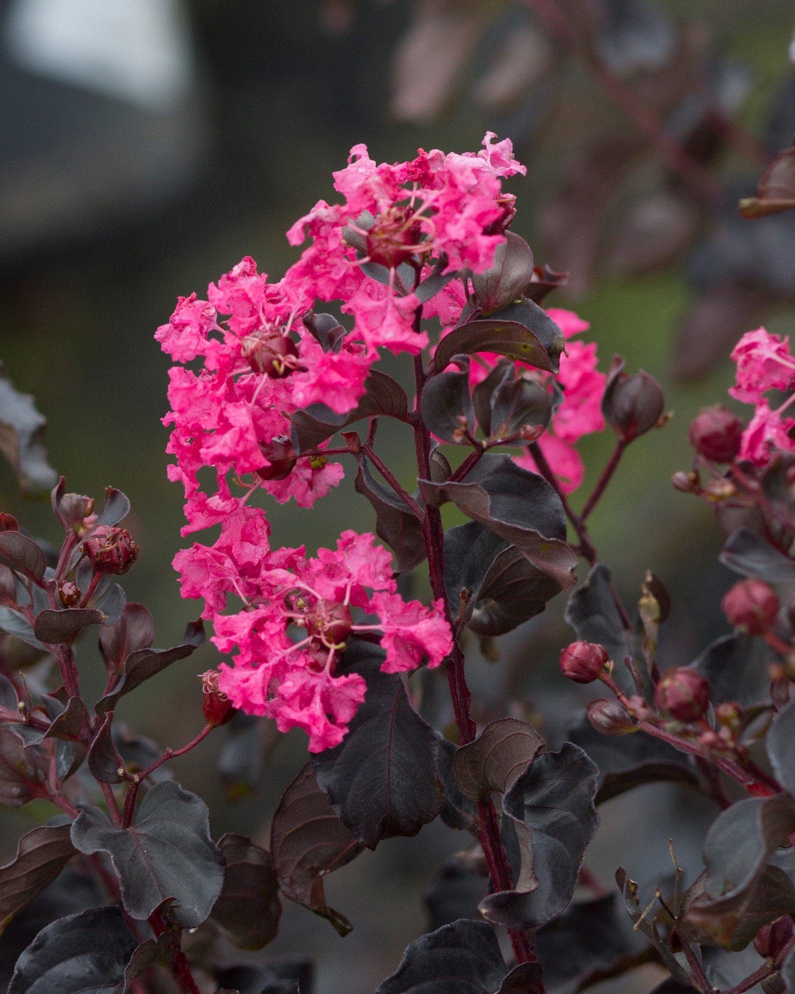 Black Diamond Shell Pink Crape Myrtle - view 4