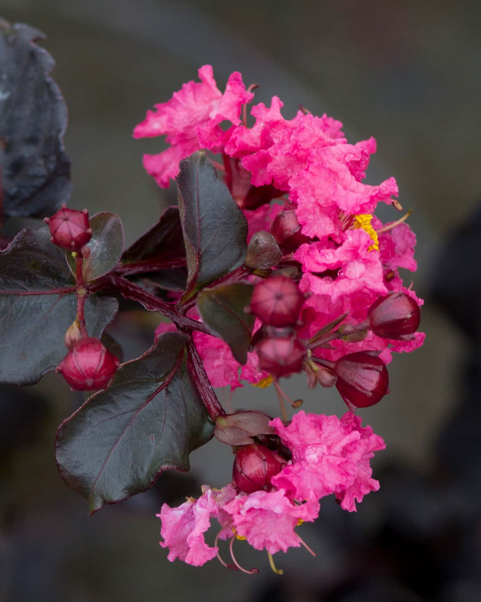 Black Diamond Shell Pink Crape Myrtle - Image 4