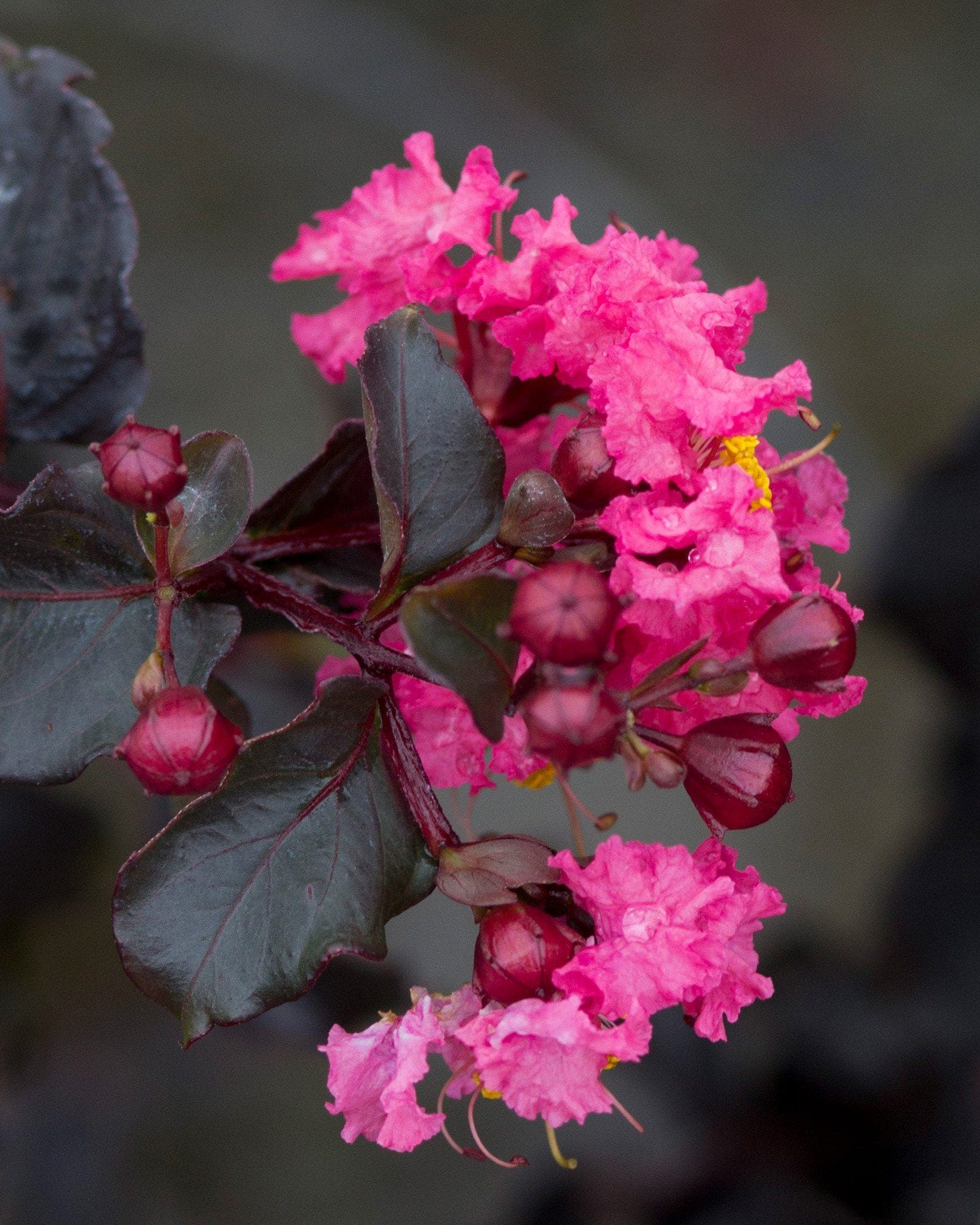Black Diamond Shell Pink Crape Myrtle - view 5