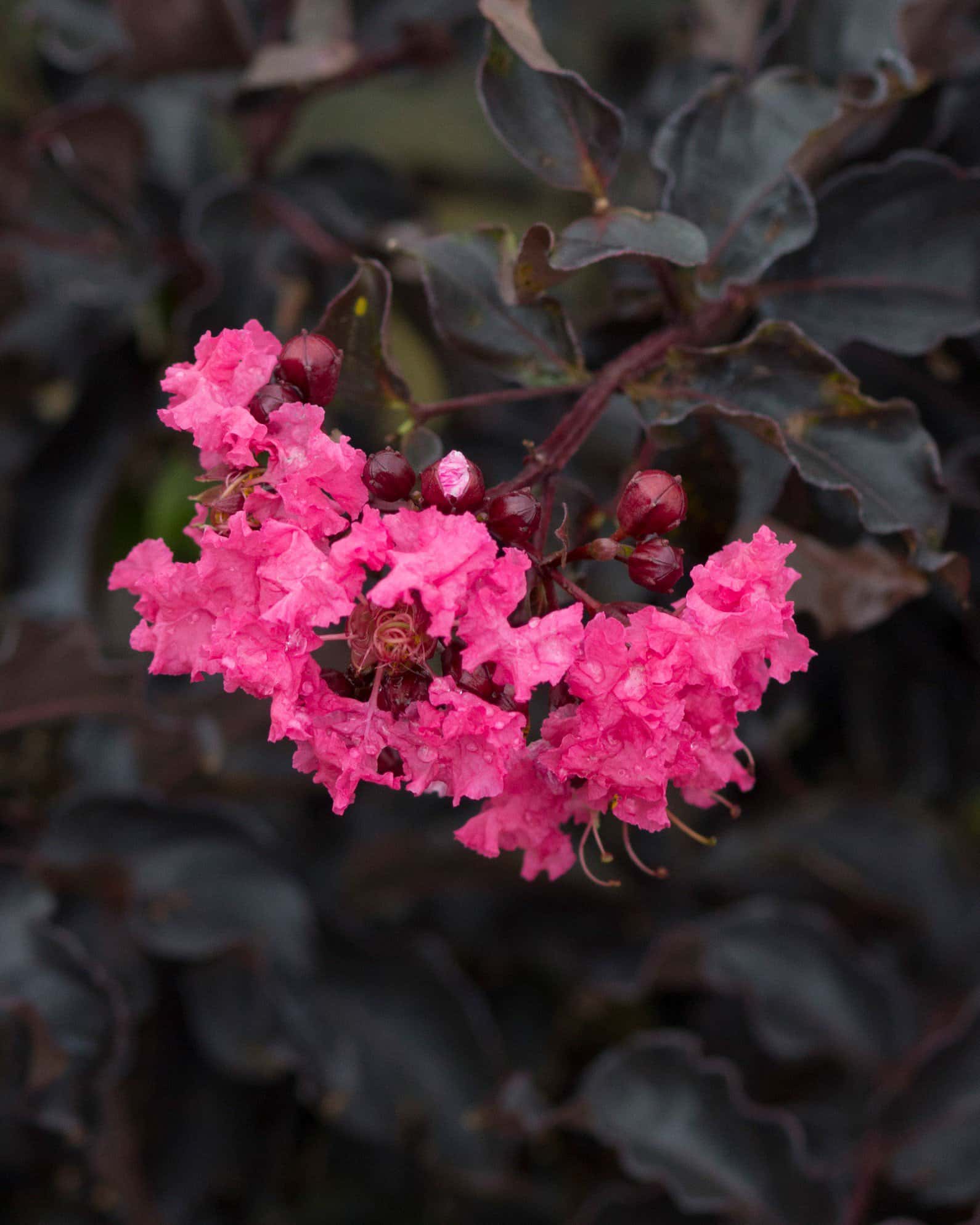 Black Diamond Shell Pink Crape Myrtle - Image 5