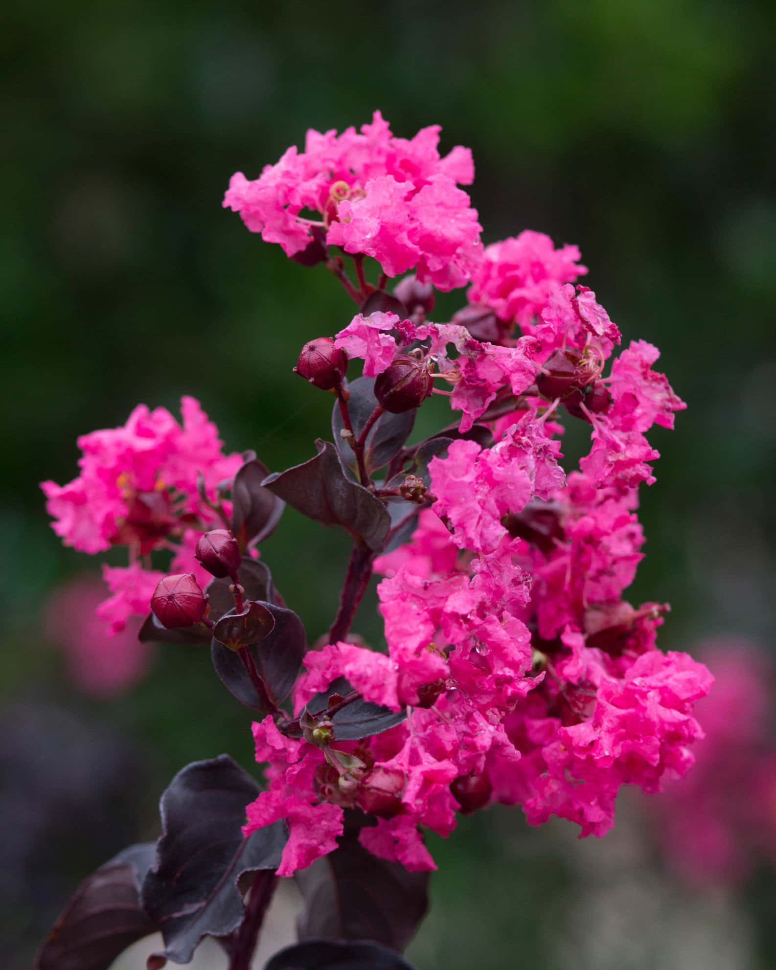 Black Diamond Shell Pink Crape Myrtle - Image 6