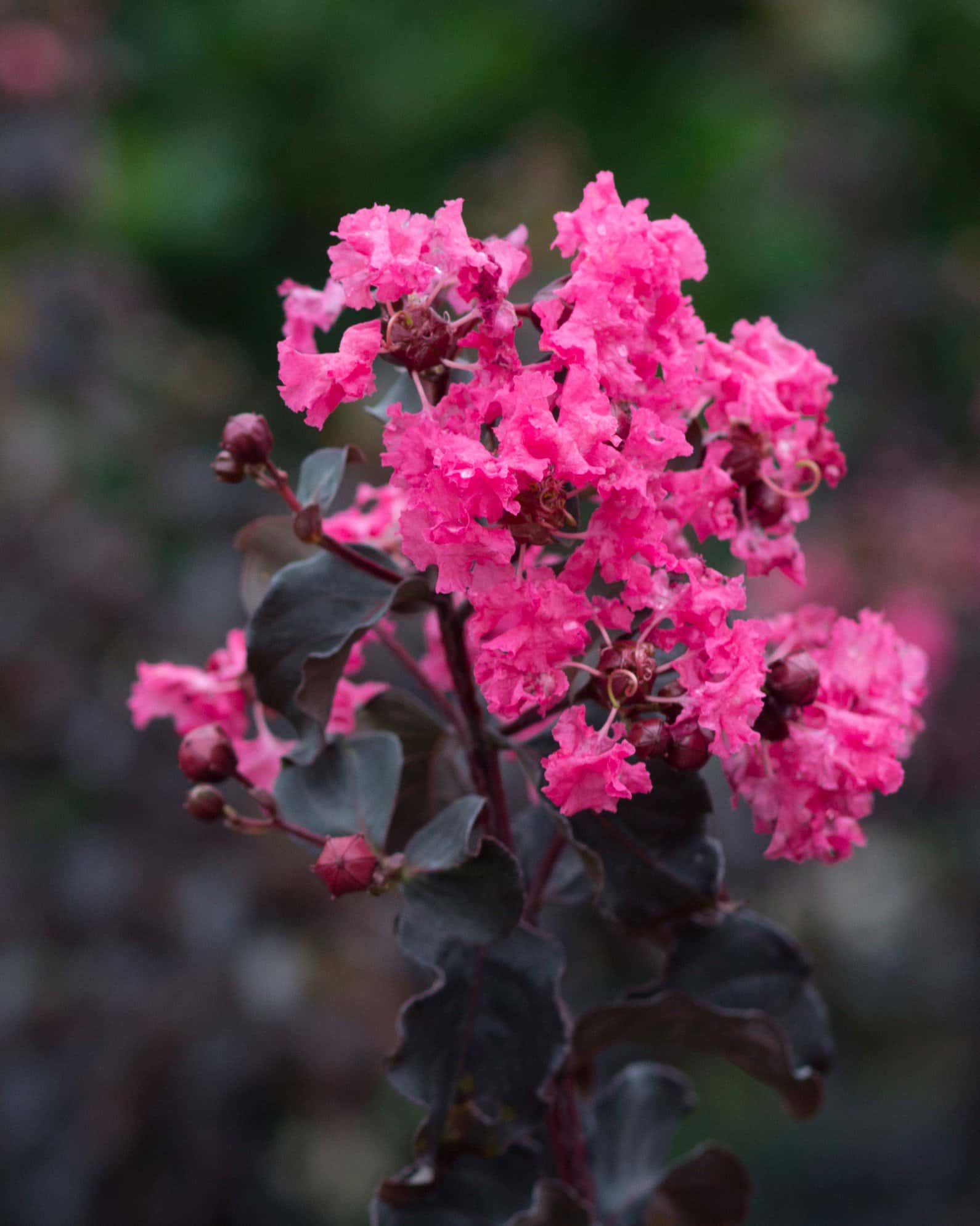 Black Diamond Shell Pink Crape Myrtle - Image 7