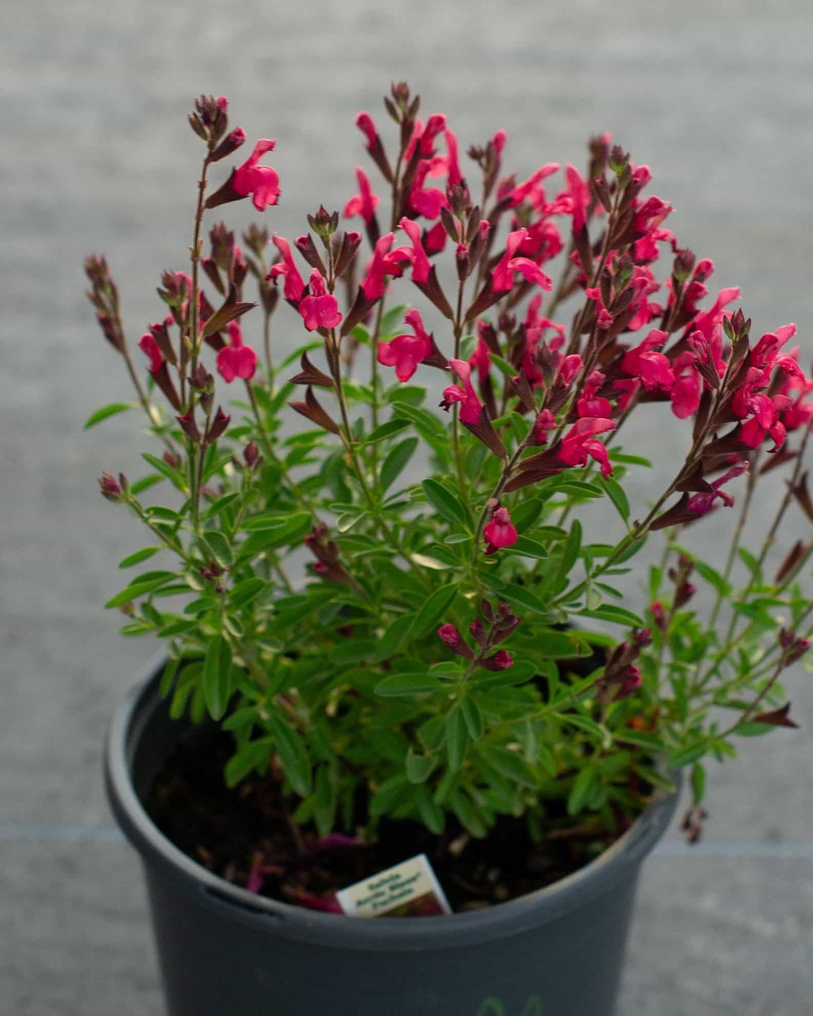 Arctic Blaze Fuchsia Salvia - view 4