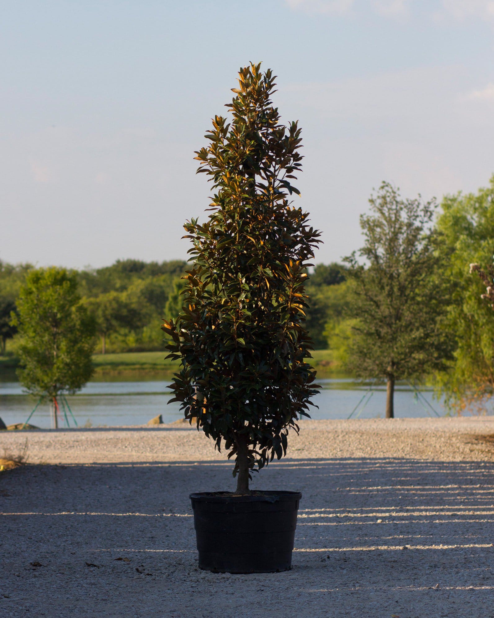Alta Magnolia