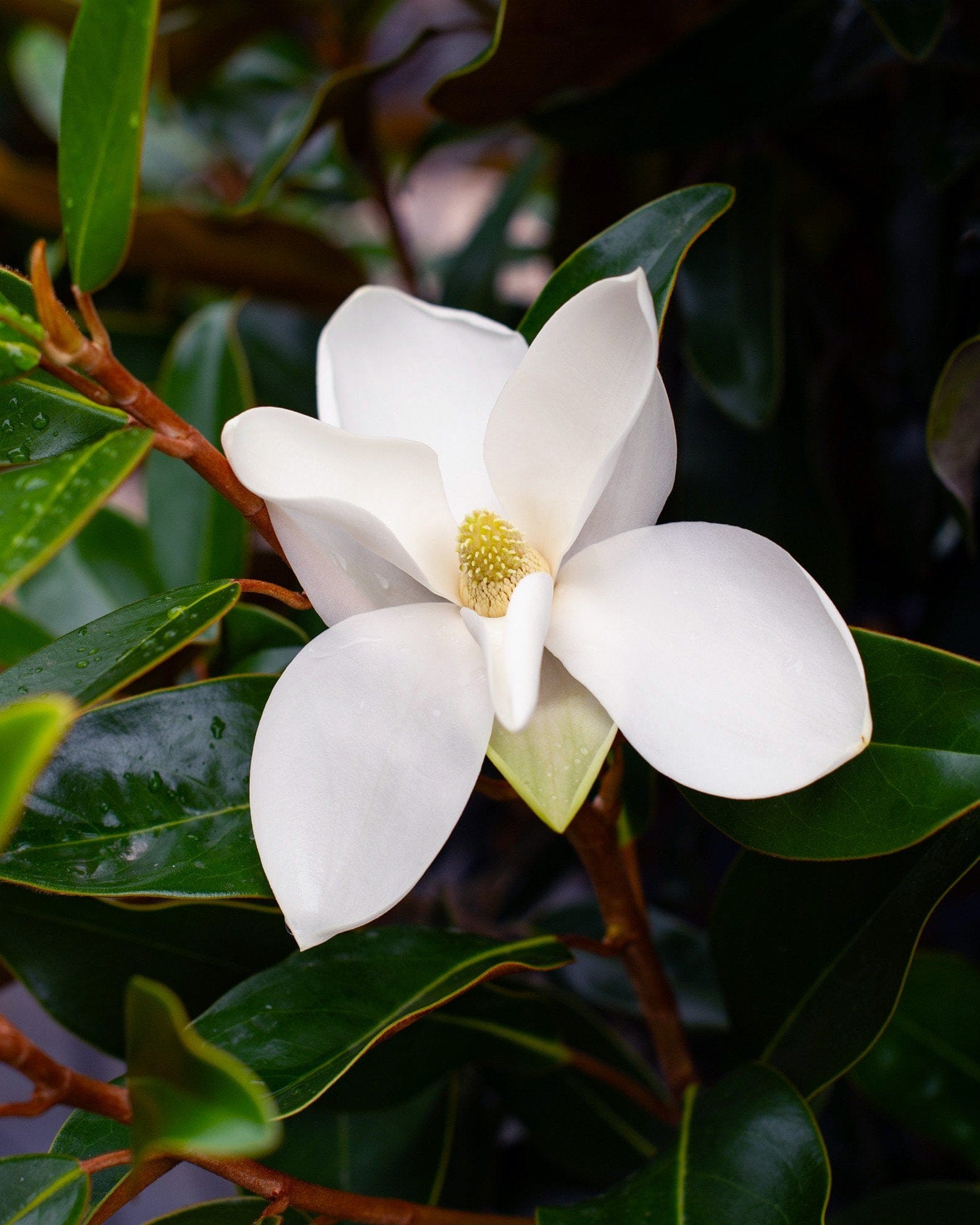 Alta Magnolia - view 2