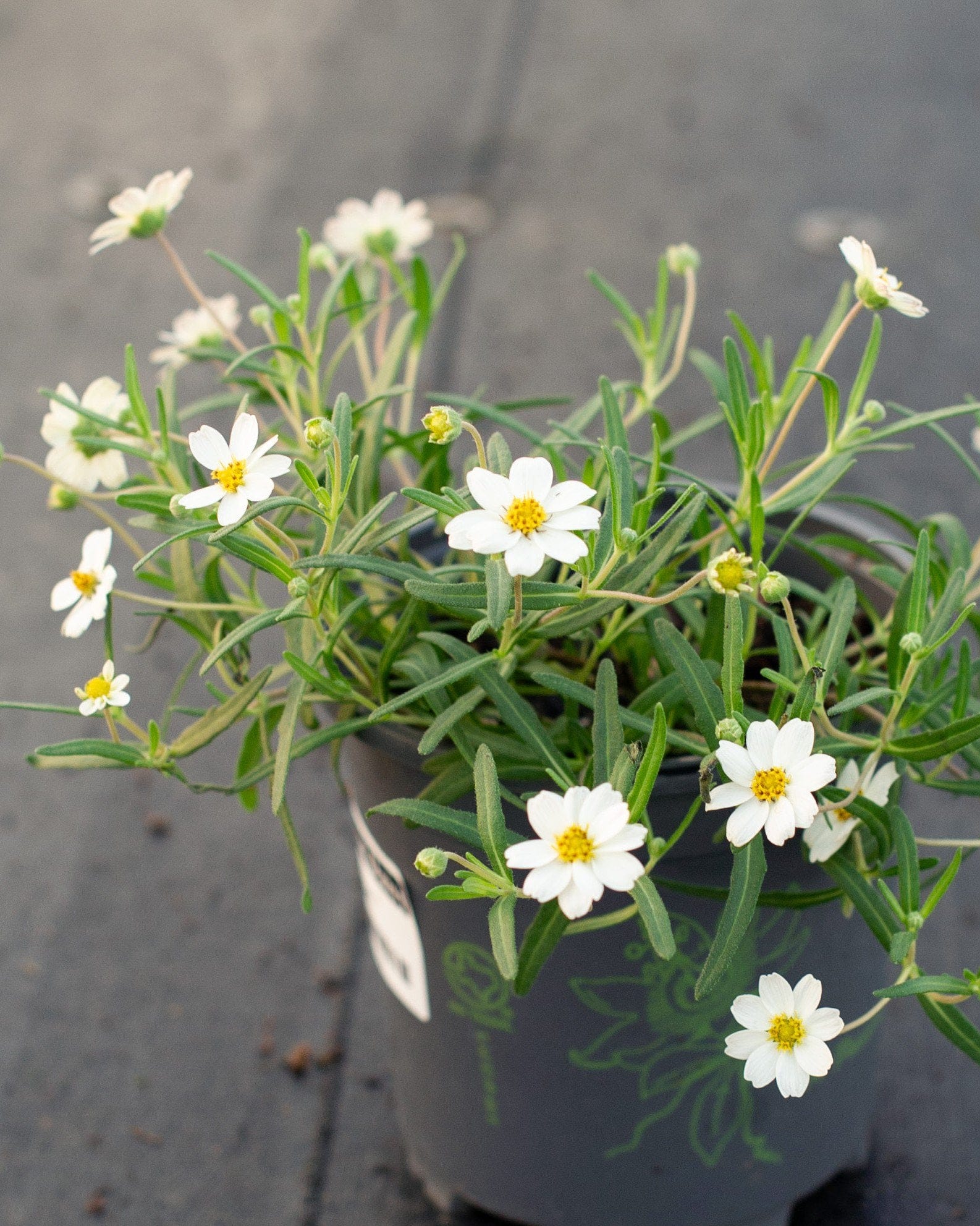 Blackfoot Daisy - view 3