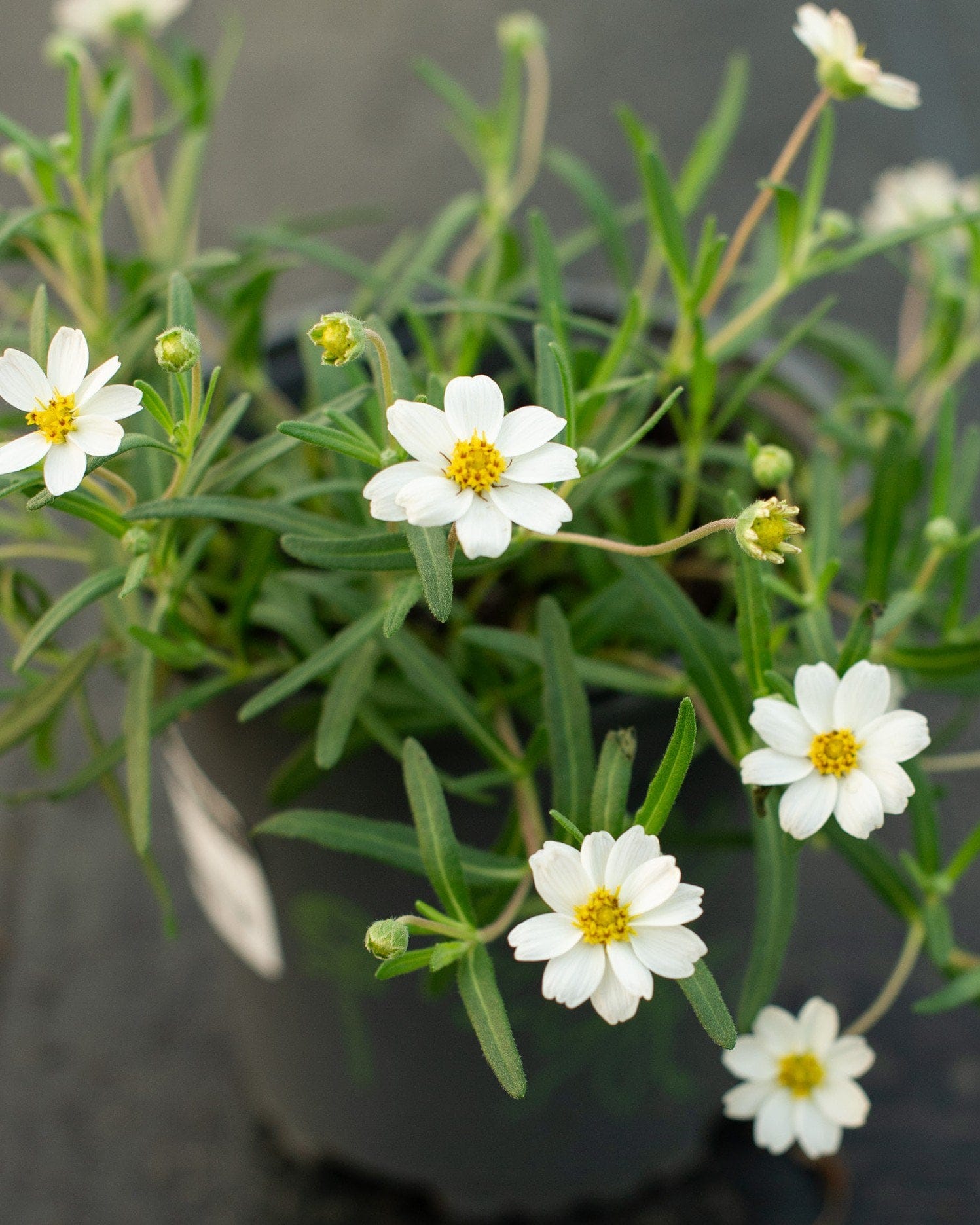 Blackfoot Daisy - view 4