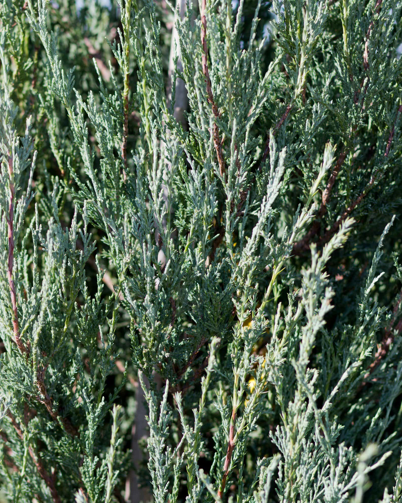 Blue Arrow Juniper - Image 6