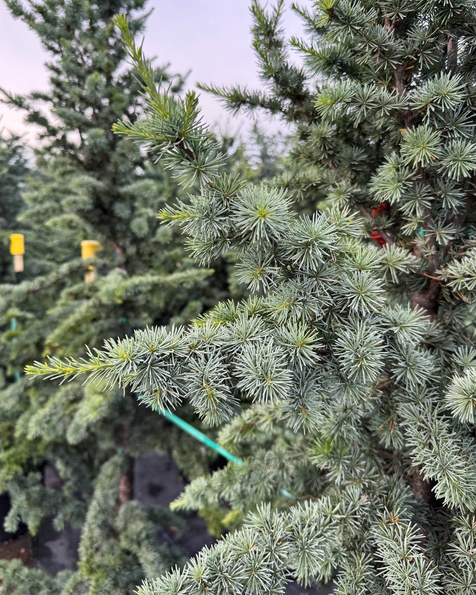 Blue Atlas Cedar Fastigiata - view 4