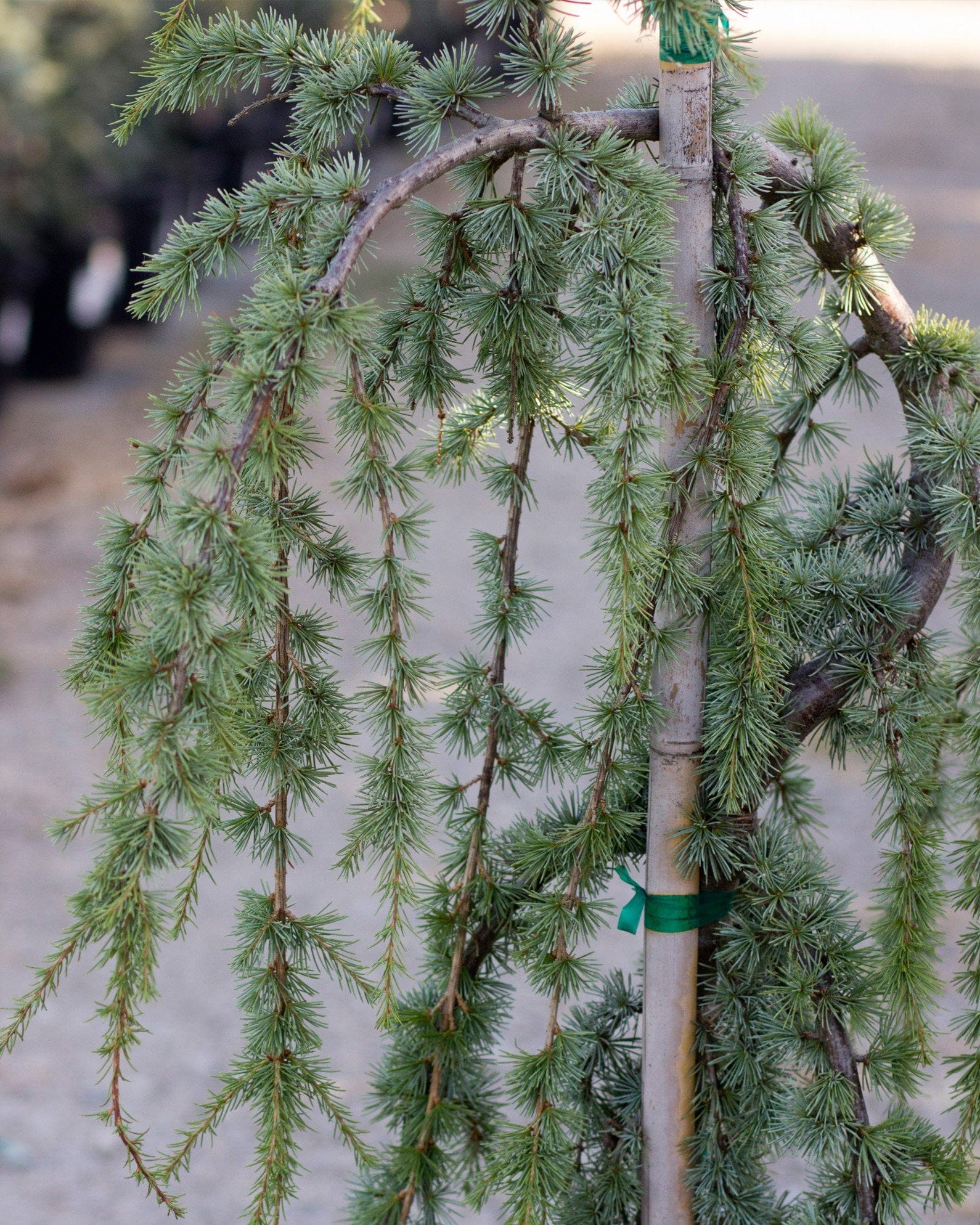 Blue Atlas Cedar Glauca Pendula - view 2