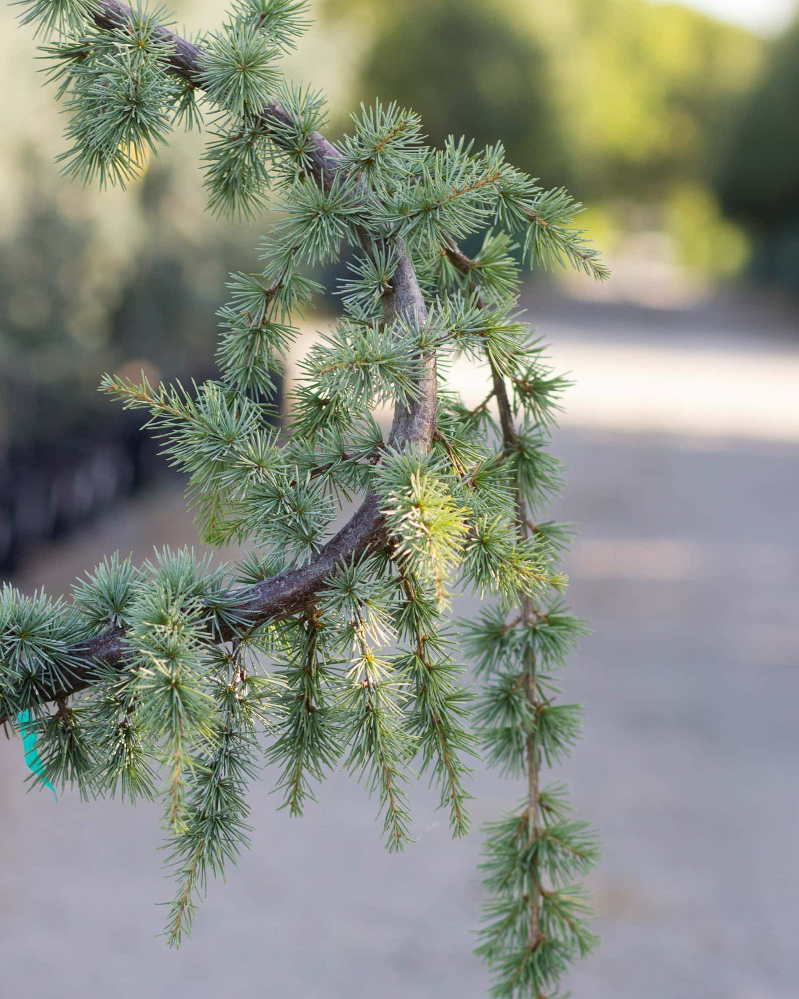 Blue Atlas Cedar Glauca Pendula - Image 2