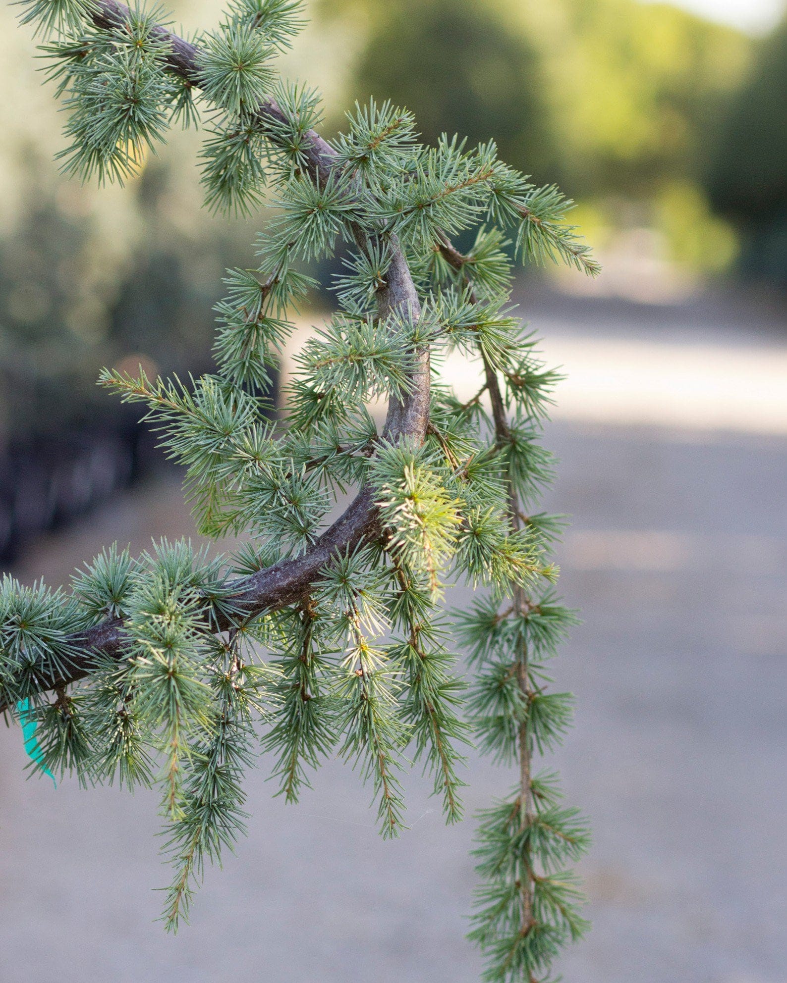 Blue Atlas Cedar Glauca Pendula - view 3