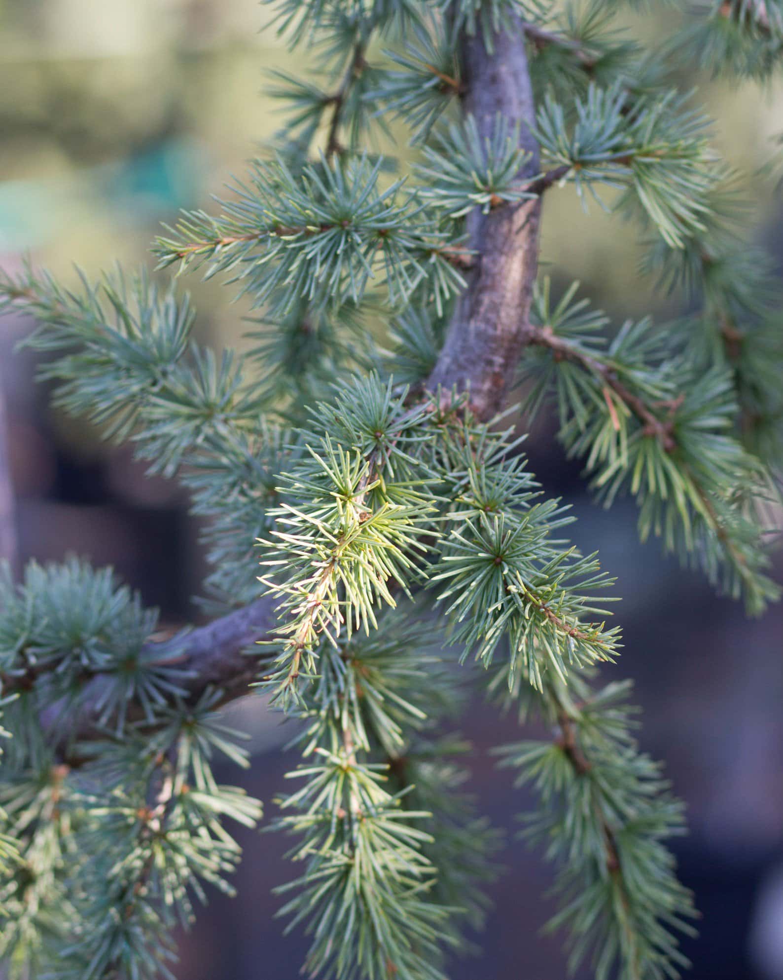 Blue Atlas Cedar Glauca Pendula - Image 3