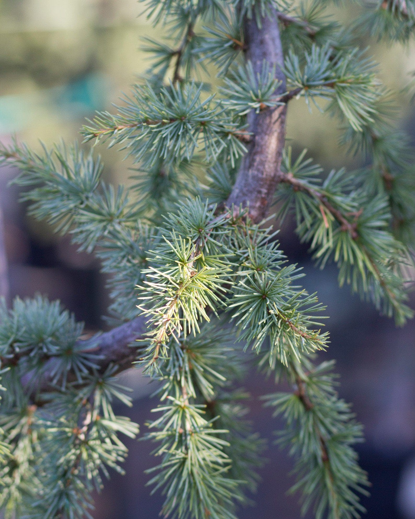 Blue Atlas Cedar Glauca Pendula - view 4