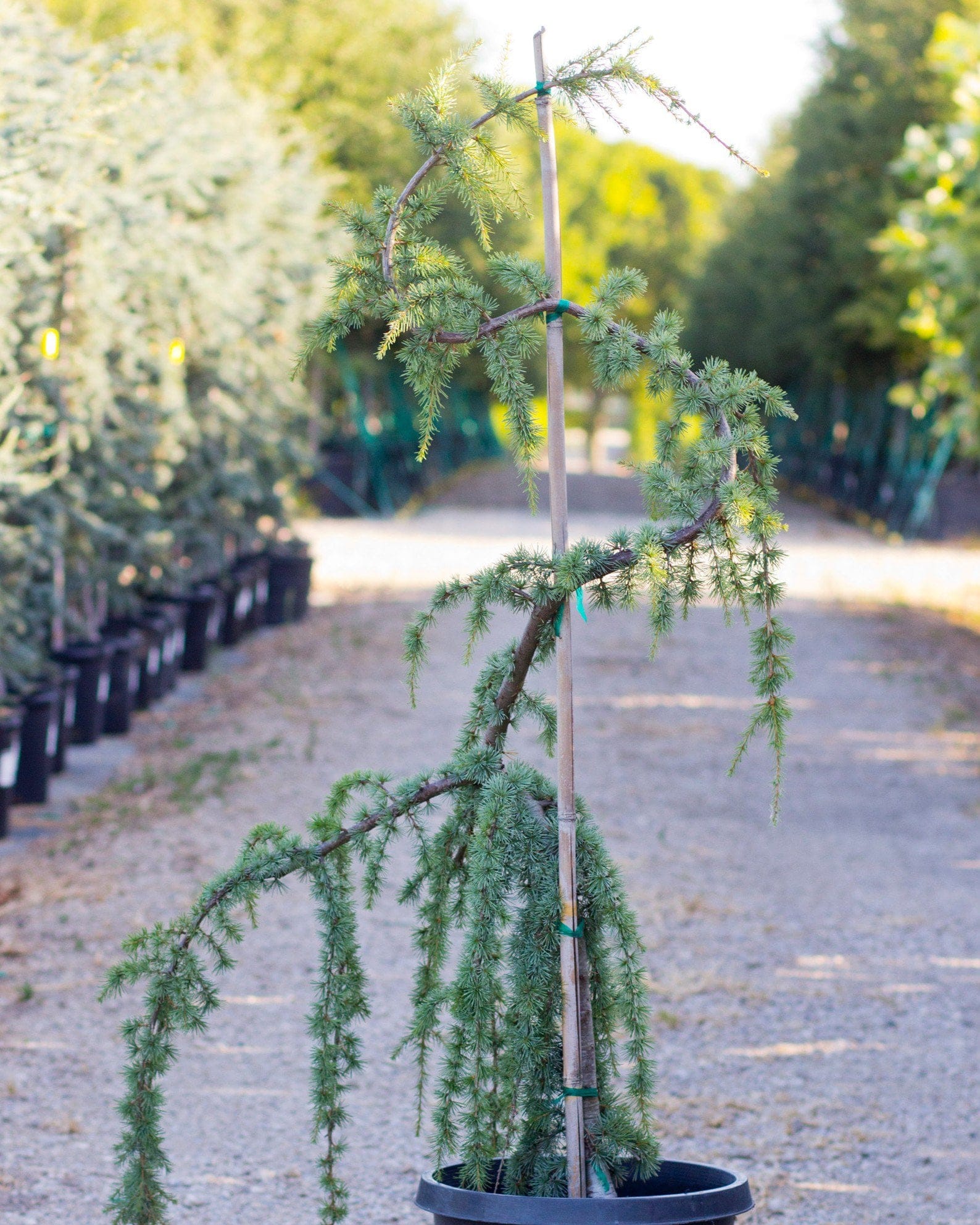 Blue Atlas Cedar Glauca Pendula - view 5