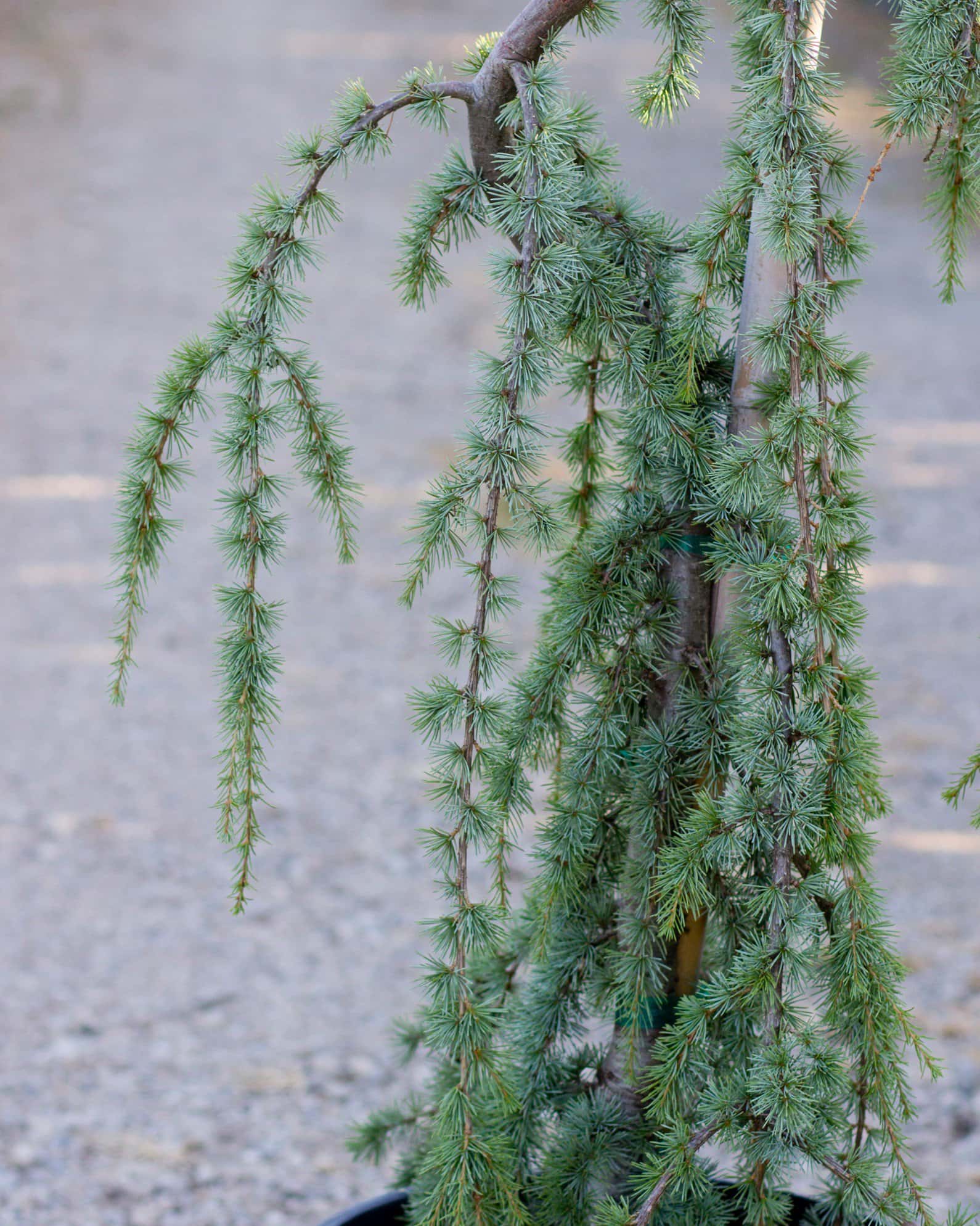 Blue Atlas Cedar Glauca Pendula - Image 5