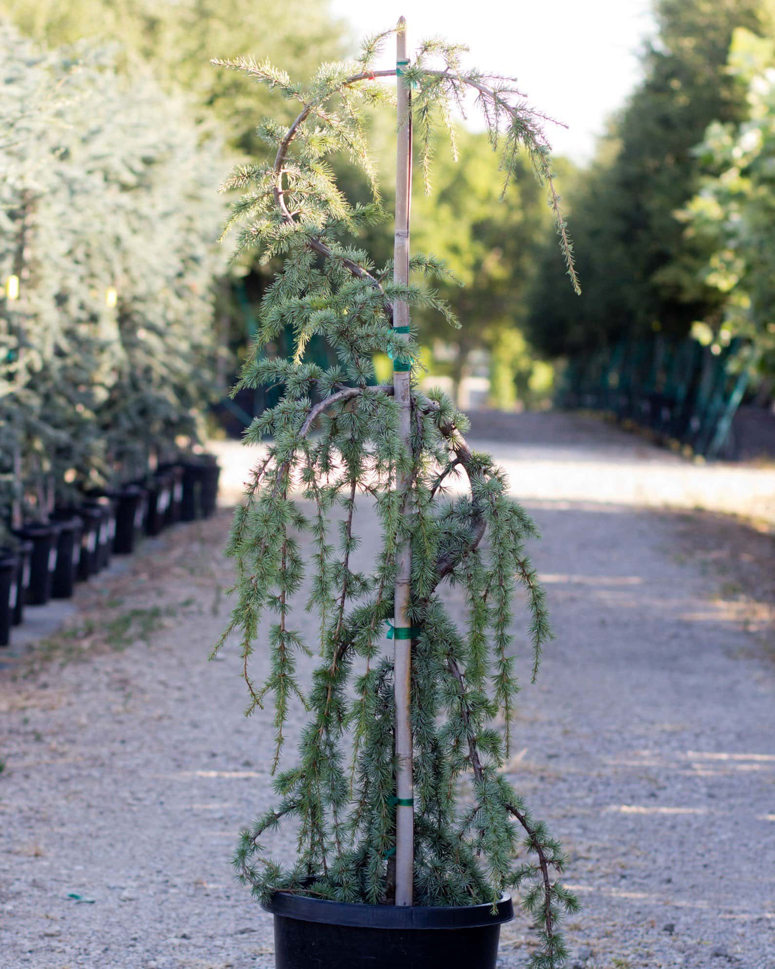 Blue Atlas Cedar Glauca Pendula - Image 6