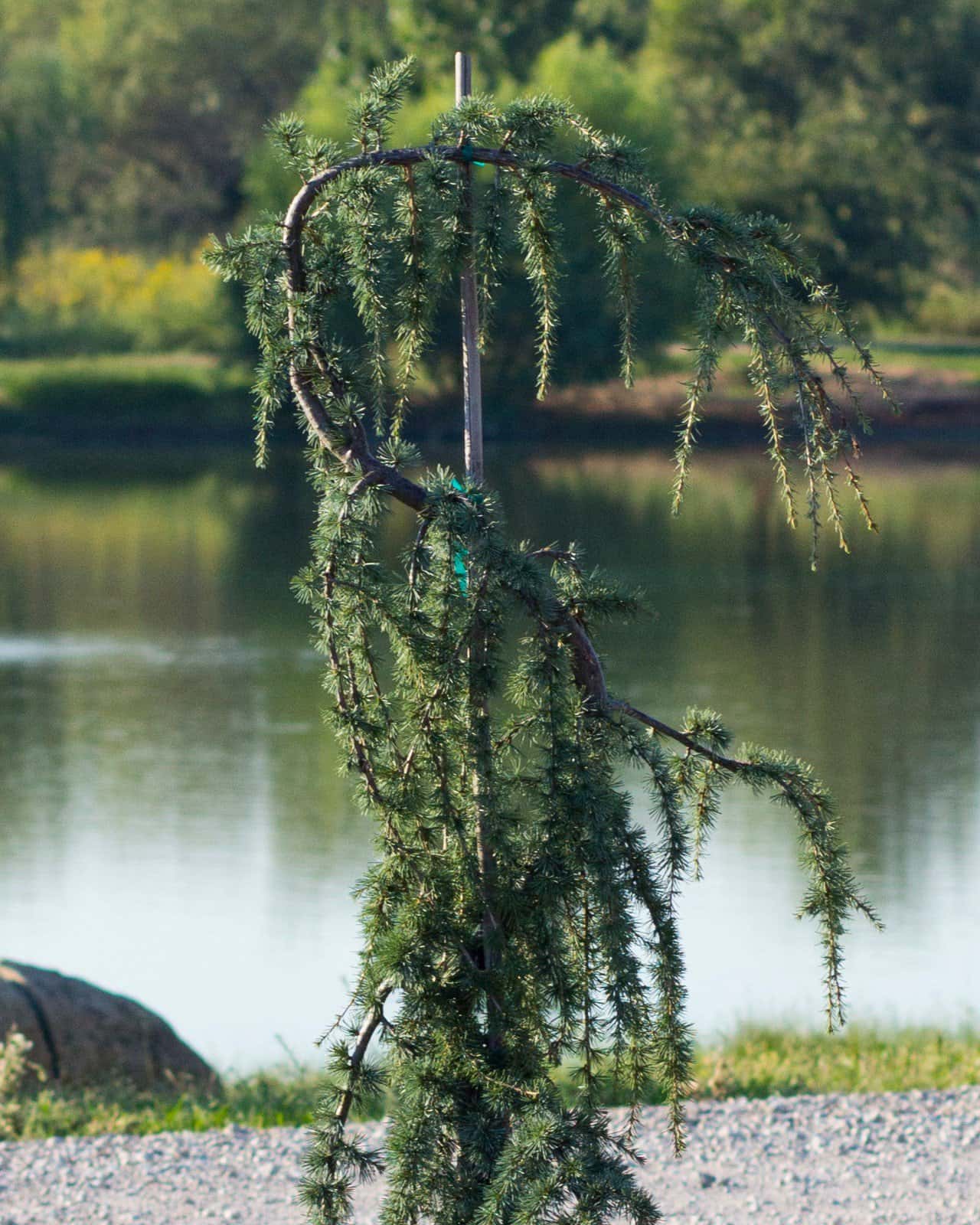Blue Atlas Cedar Glauca Pendula - Image 7