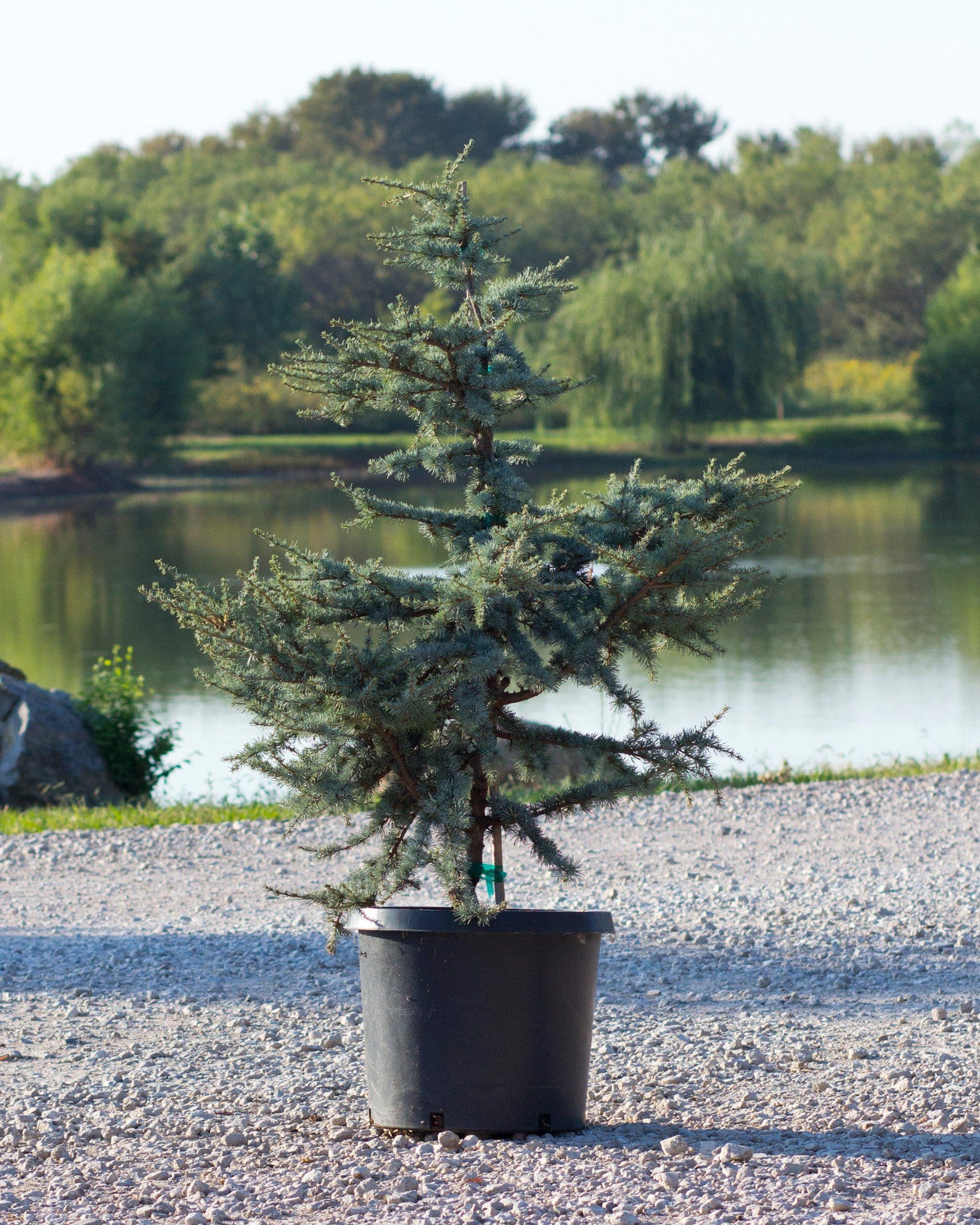 Blue Atlas Cedar Horstmann